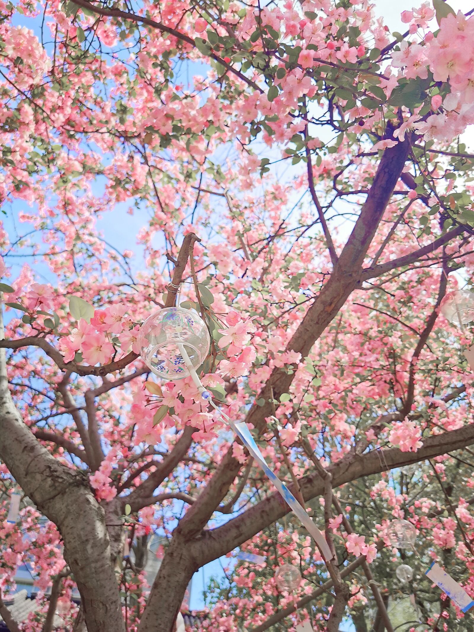 HUAWEI P30 Pro sample photo. Spring, pink, tree photography