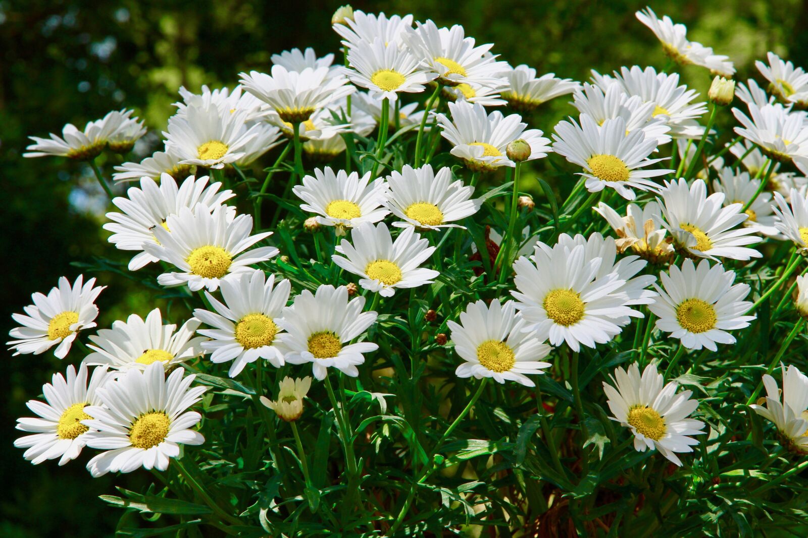 Canon EOS 7D sample photo. Margaritas, flowers, garden photography