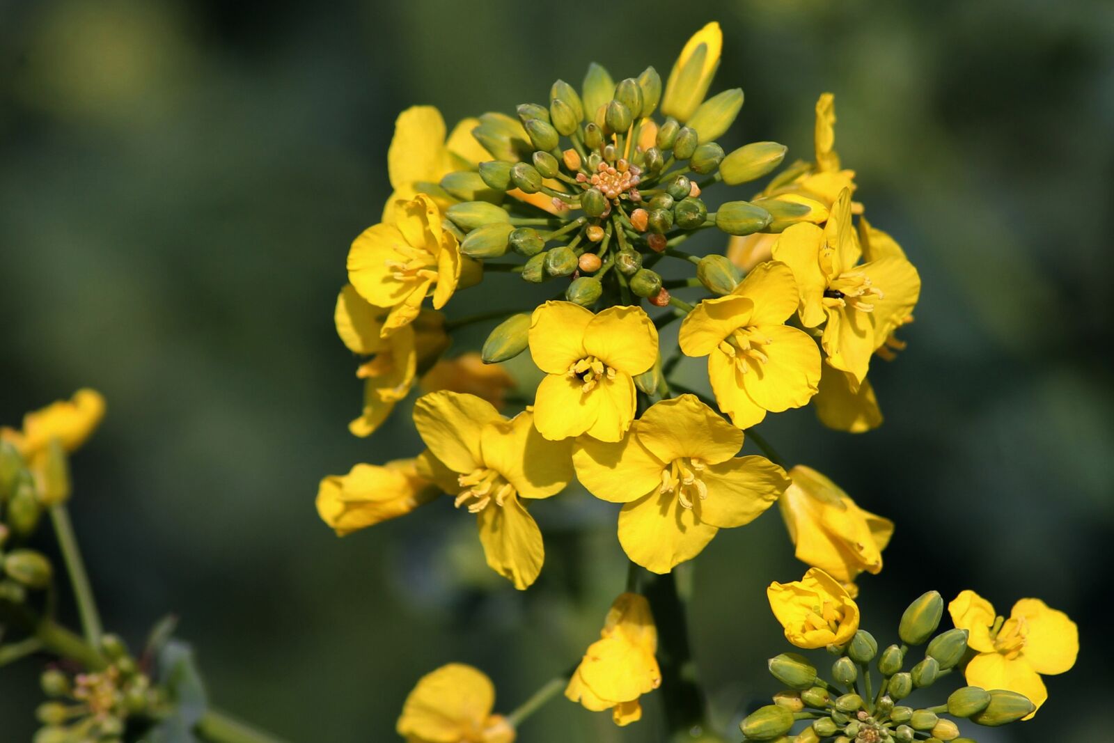 Canon EOS 1100D (EOS Rebel T3 / EOS Kiss X50) sample photo. Oilseed rape, rape blossom photography