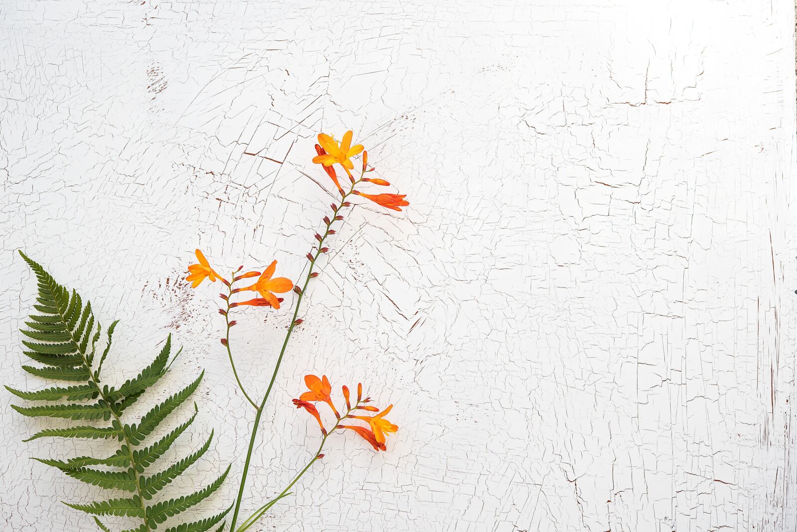 Nikon D750 sample photo. Crocosmia, schwertliliengewaechs, ornamental plant photography