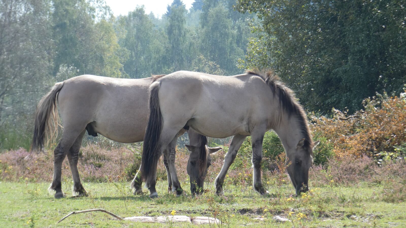 Panasonic Lumix DC-FZ80 (Lumix DC-FZ82) sample photo. Horses, graze, animals photography