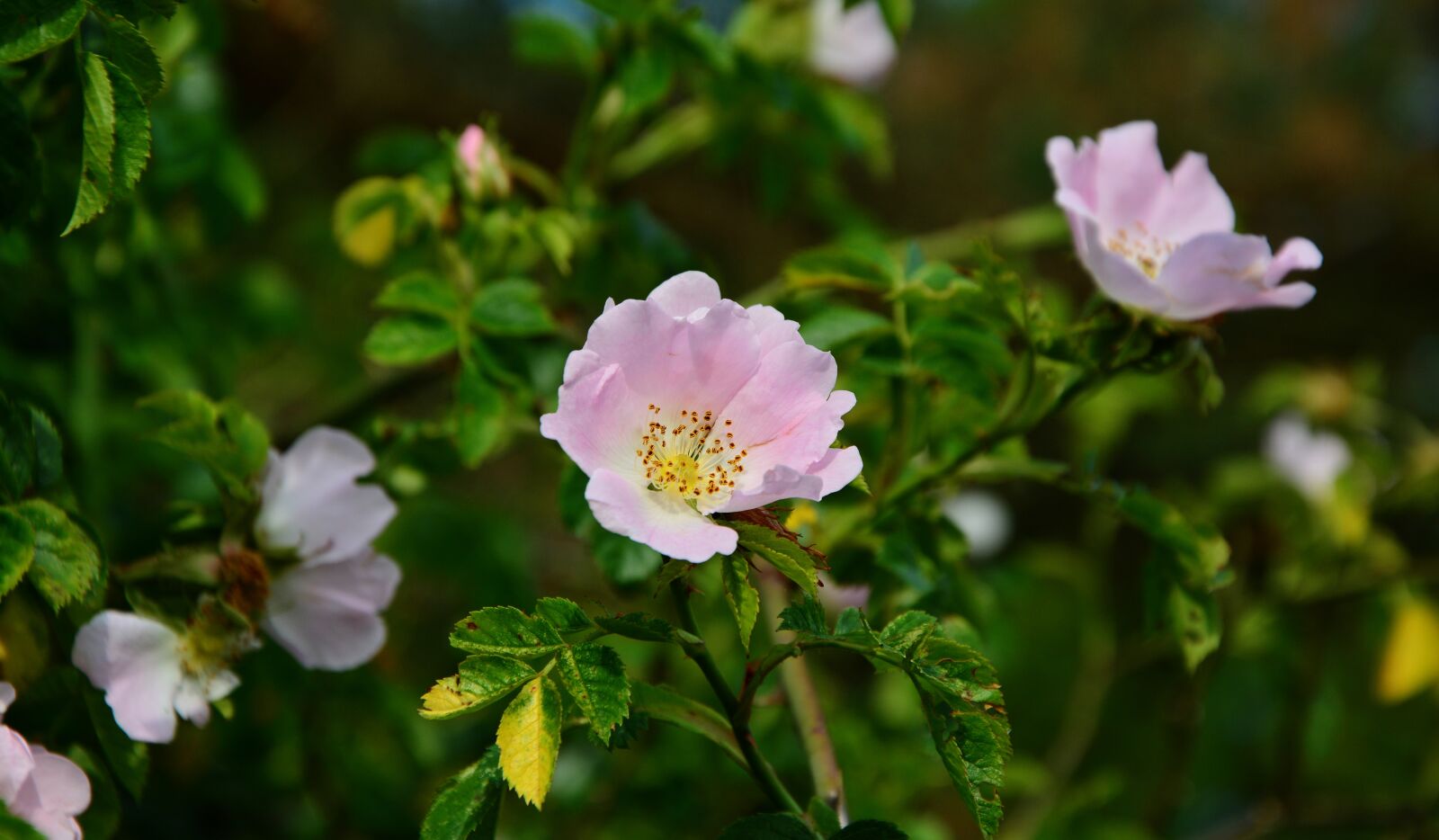 Nikon D5200 sample photo. Heck roses, dog rose photography