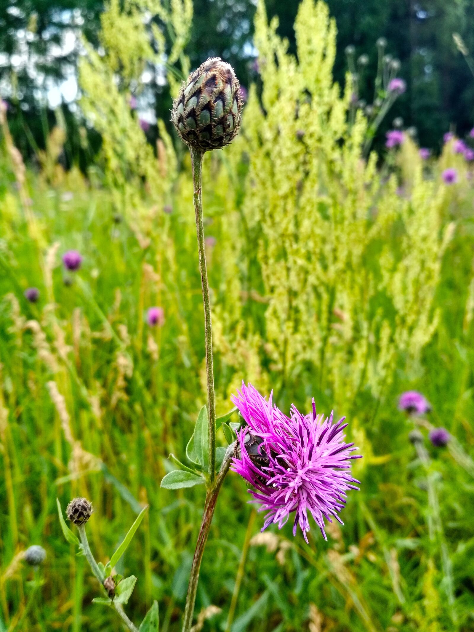 Xiaomi Redmi 4X sample photo. Thistle, flora, summer photography