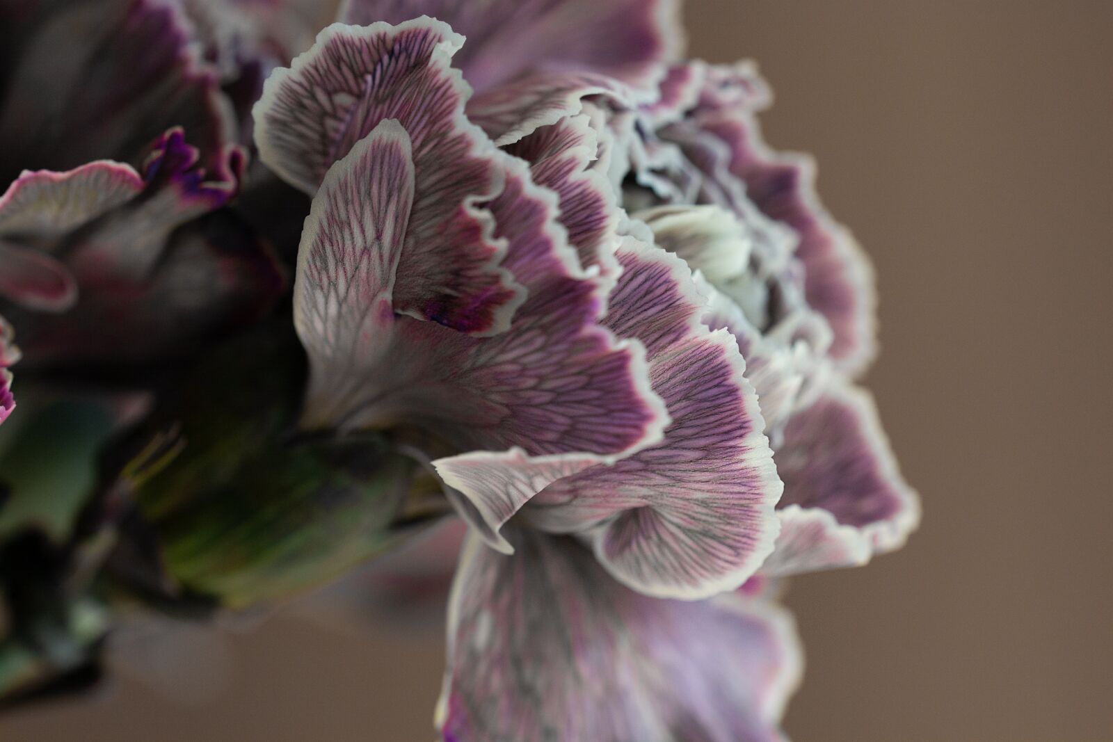 Nikon D7100 sample photo. Rose, dusky pink, rose photography