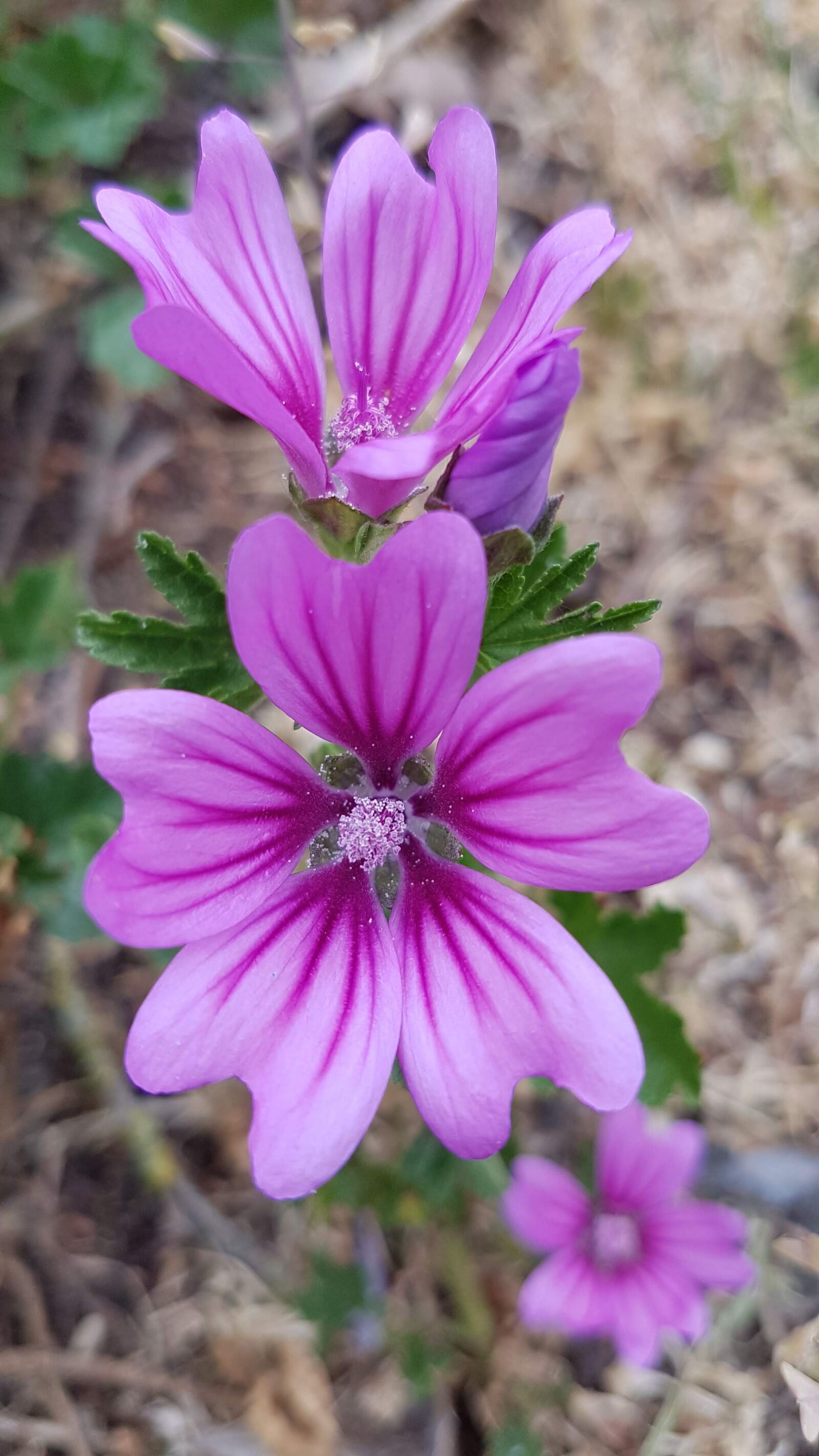 Samsung Galaxy S7 Edge sample photo. Mauve, flowers, violet photography