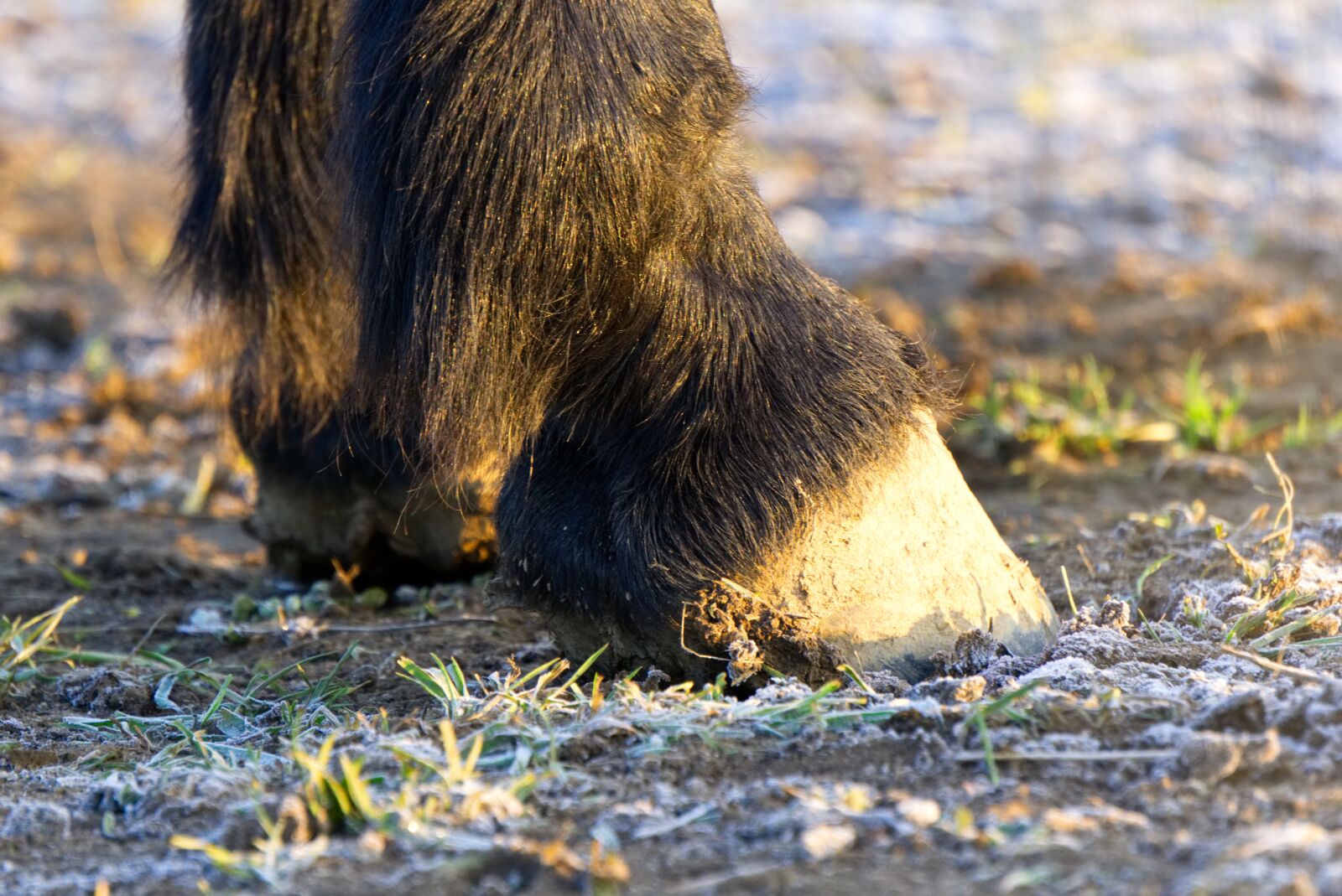 Sony a6000 sample photo. Horse, animal, hoof photography