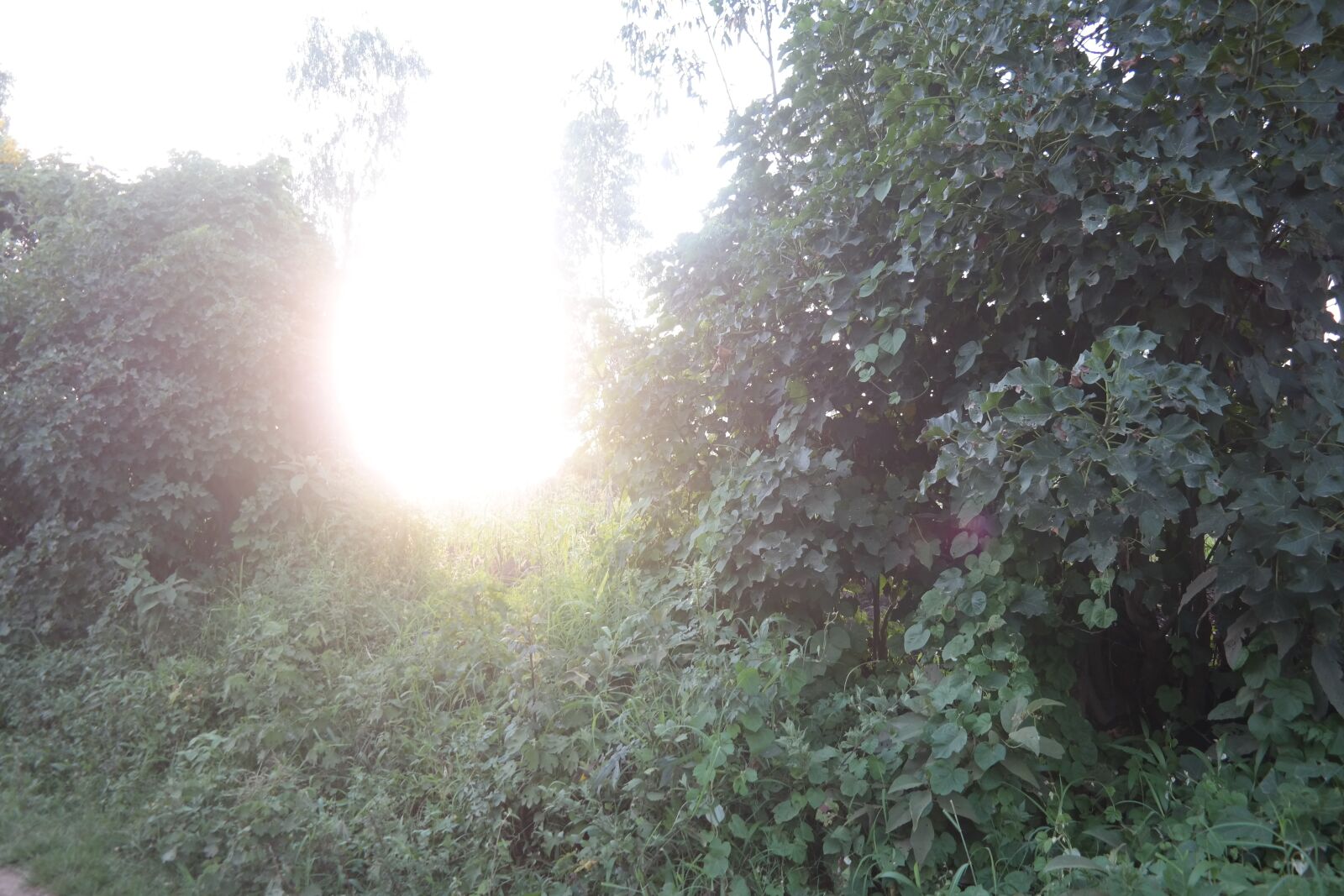 Samsung NX300 sample photo. Sunshine photography