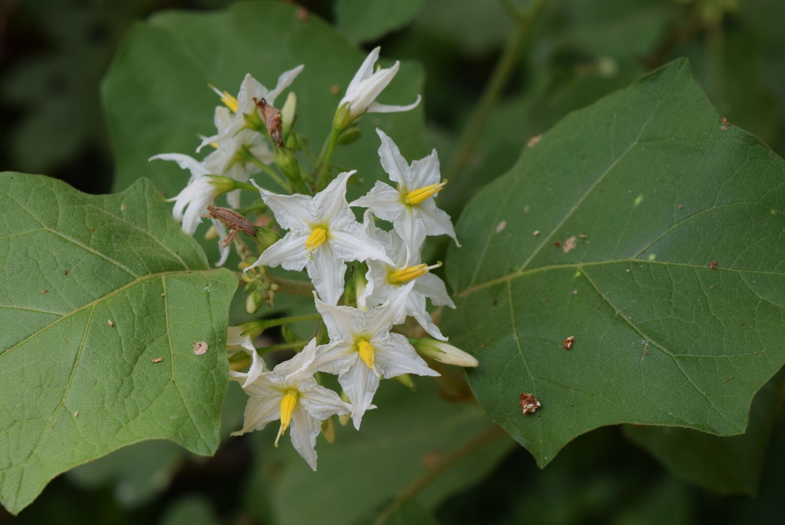 Nikon D3300 sample photo. Turkey berry, flower, solanum photography