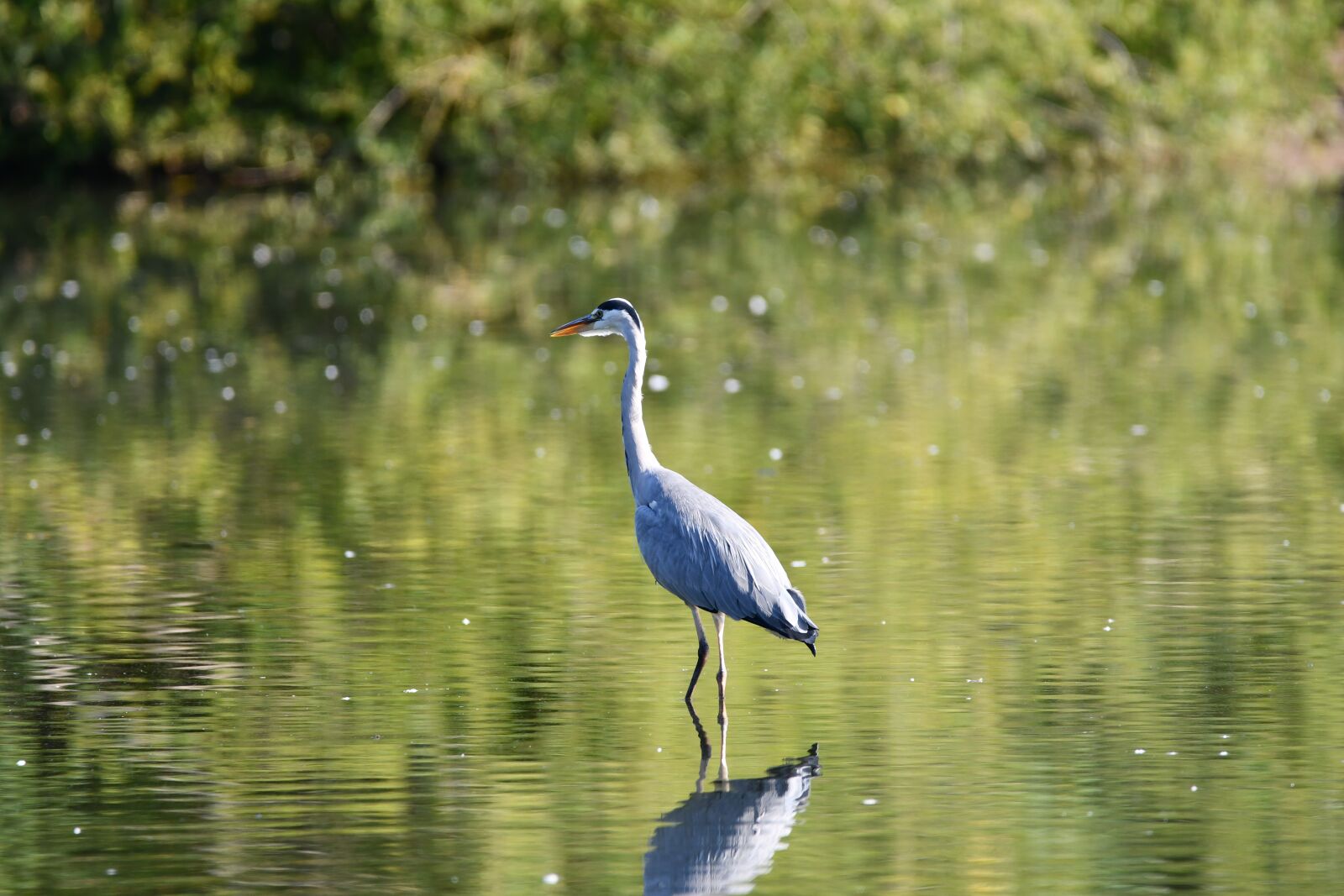 Nikon D7500 sample photo. Heron, bird, lake photography