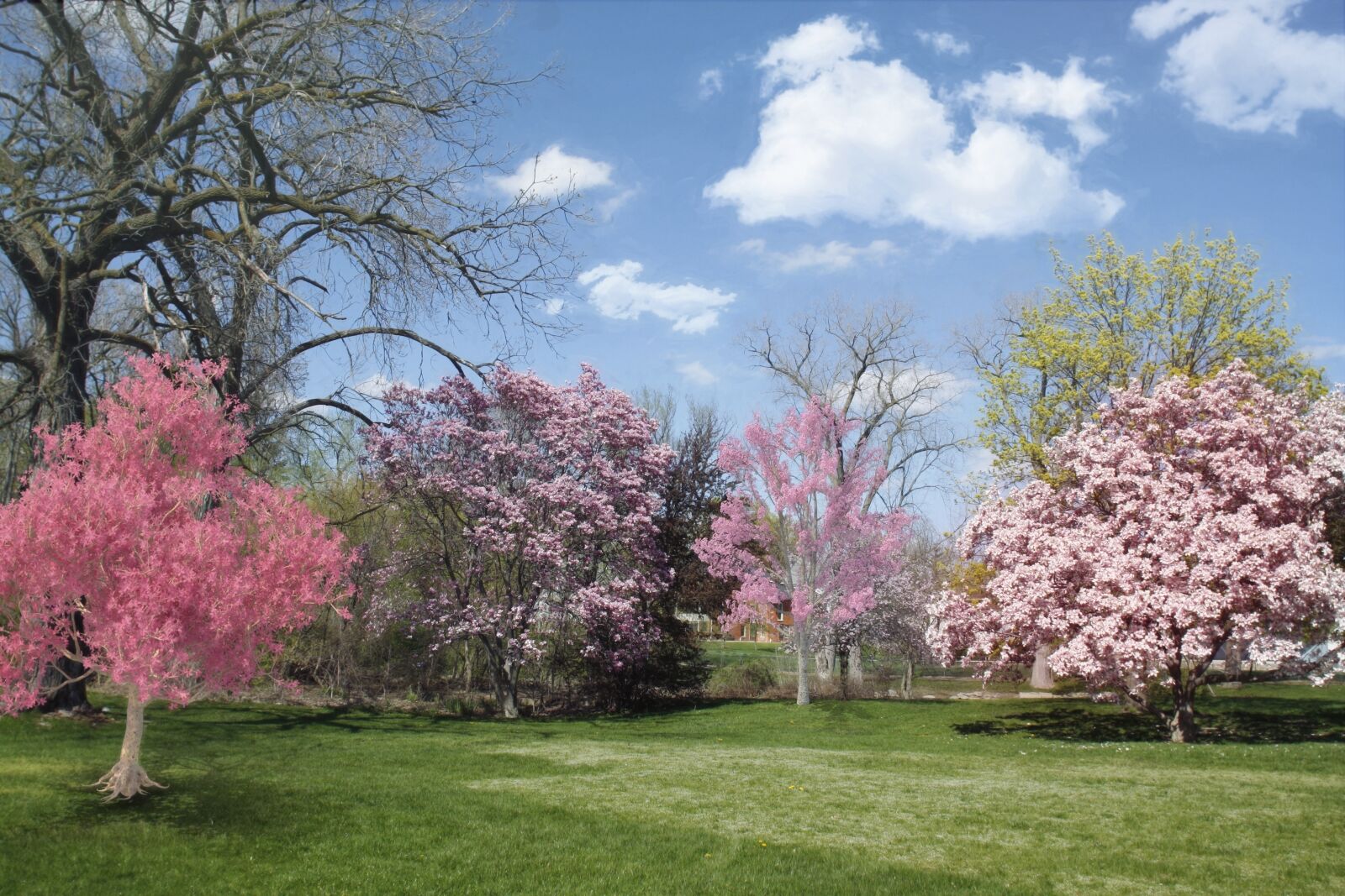 Canon EOS 450D (EOS Rebel XSi / EOS Kiss X2) sample photo. Spring, flowering trees, pink photography