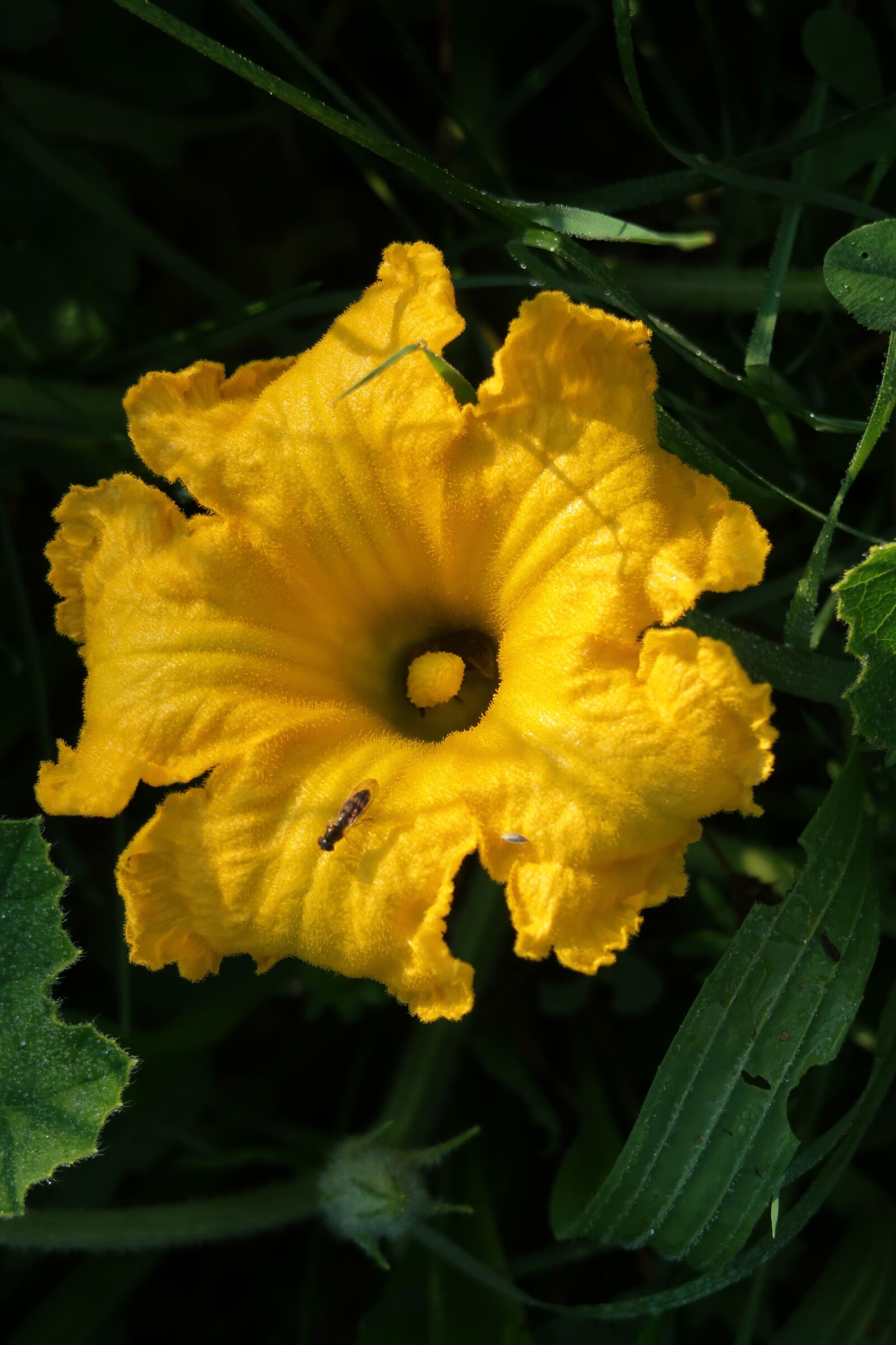 Canon PowerShot G7 X Mark II sample photo. Pumpkin blossom, blossom, bloom photography