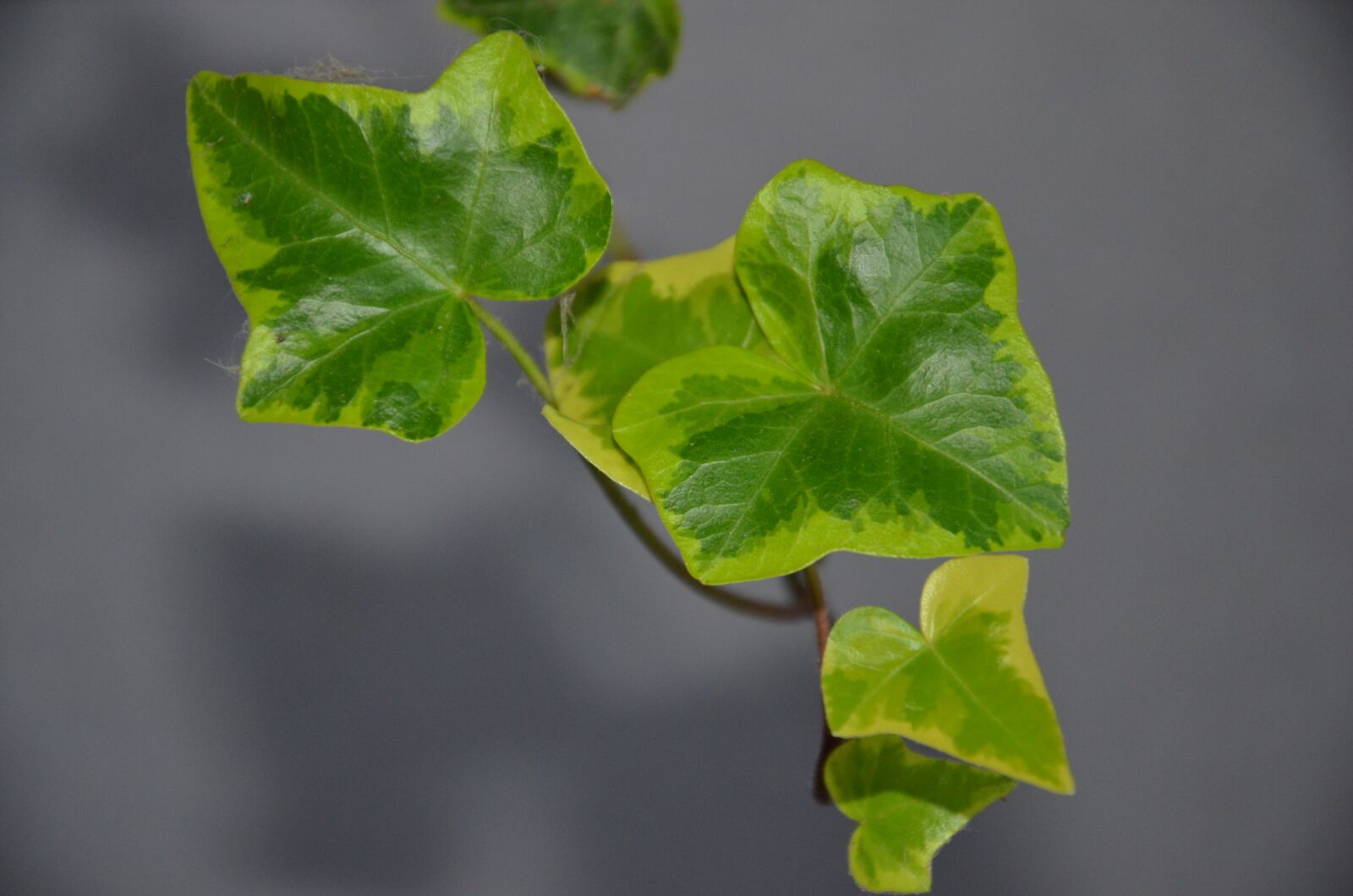 Nikon D7000 sample photo. Creeper, ivy, green photography