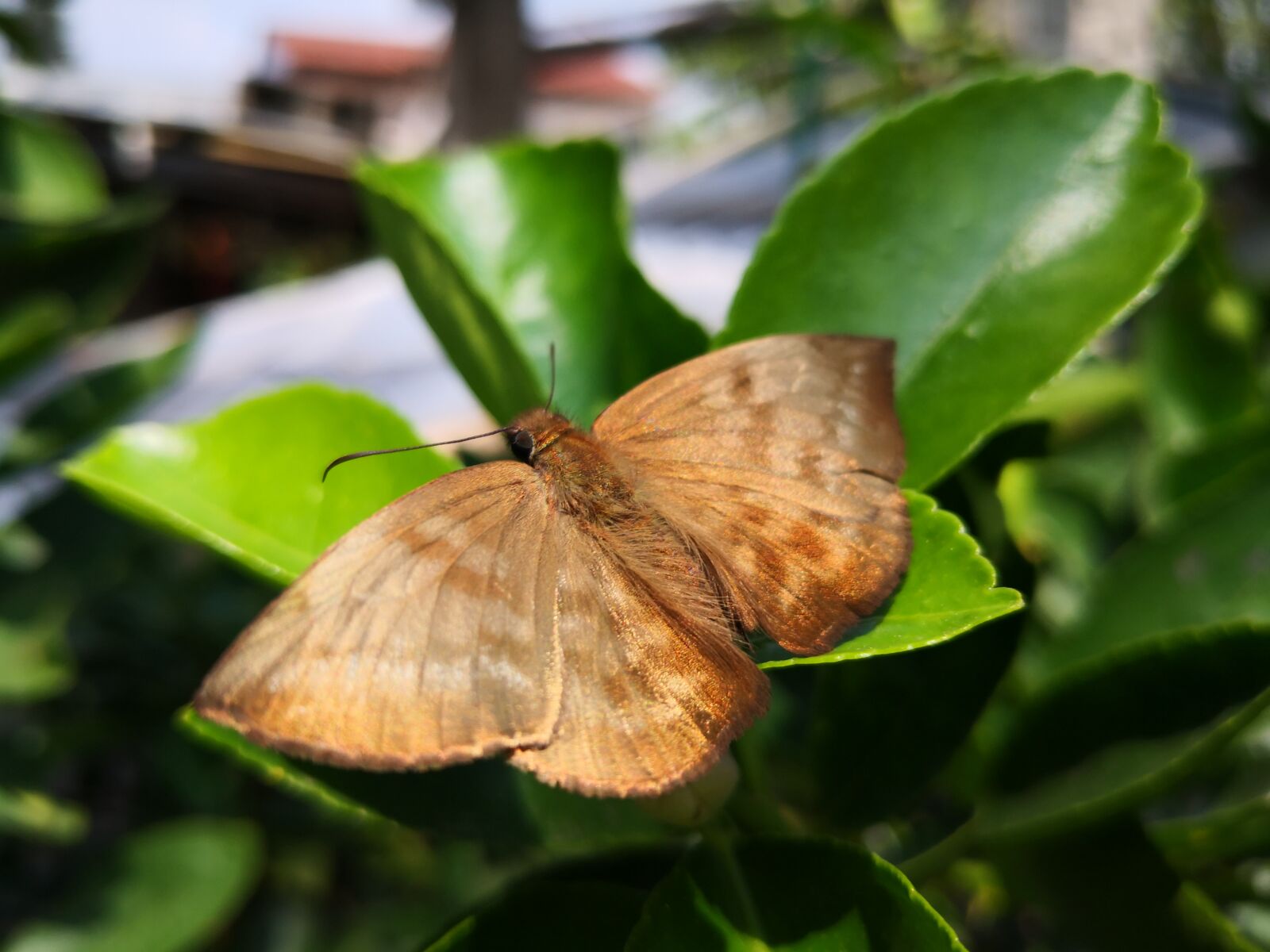 HUAWEI Mate 10 Pro sample photo. Insect, butterfly, night photography
