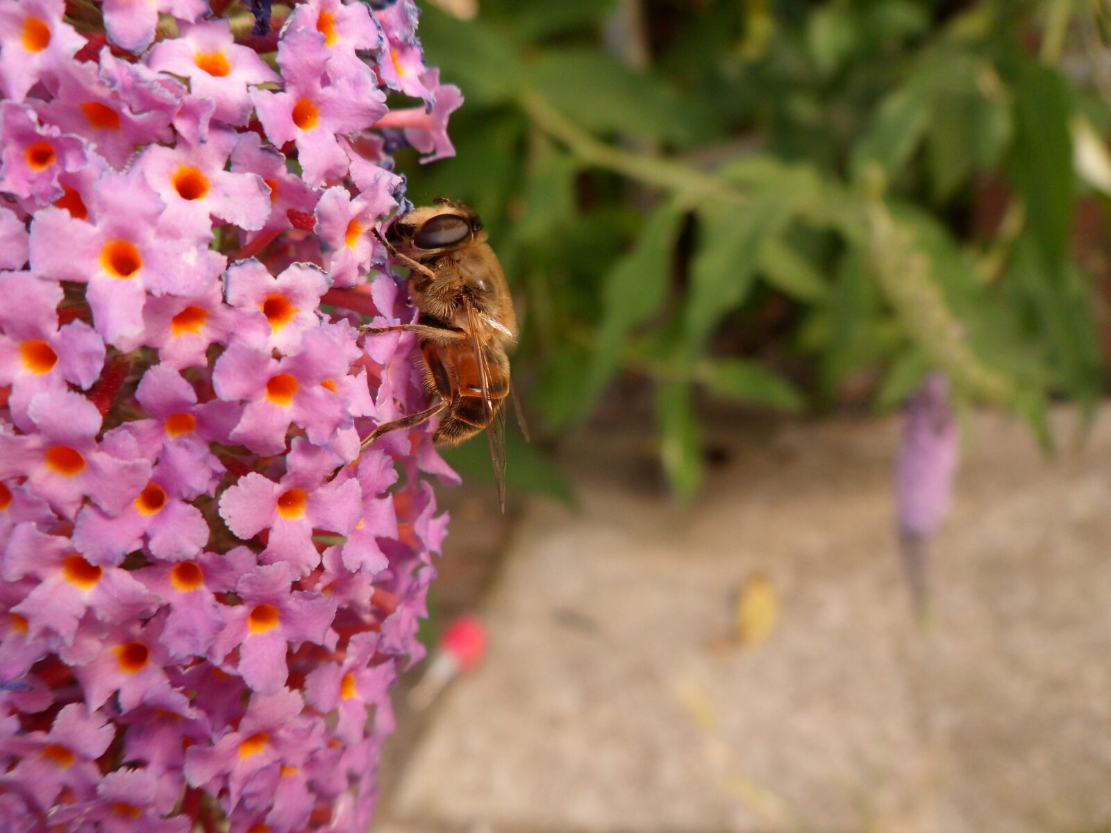 Samsung PL210, PL211 / VLUU PL210, PL211 sample photo. Insect, animal, flying photography