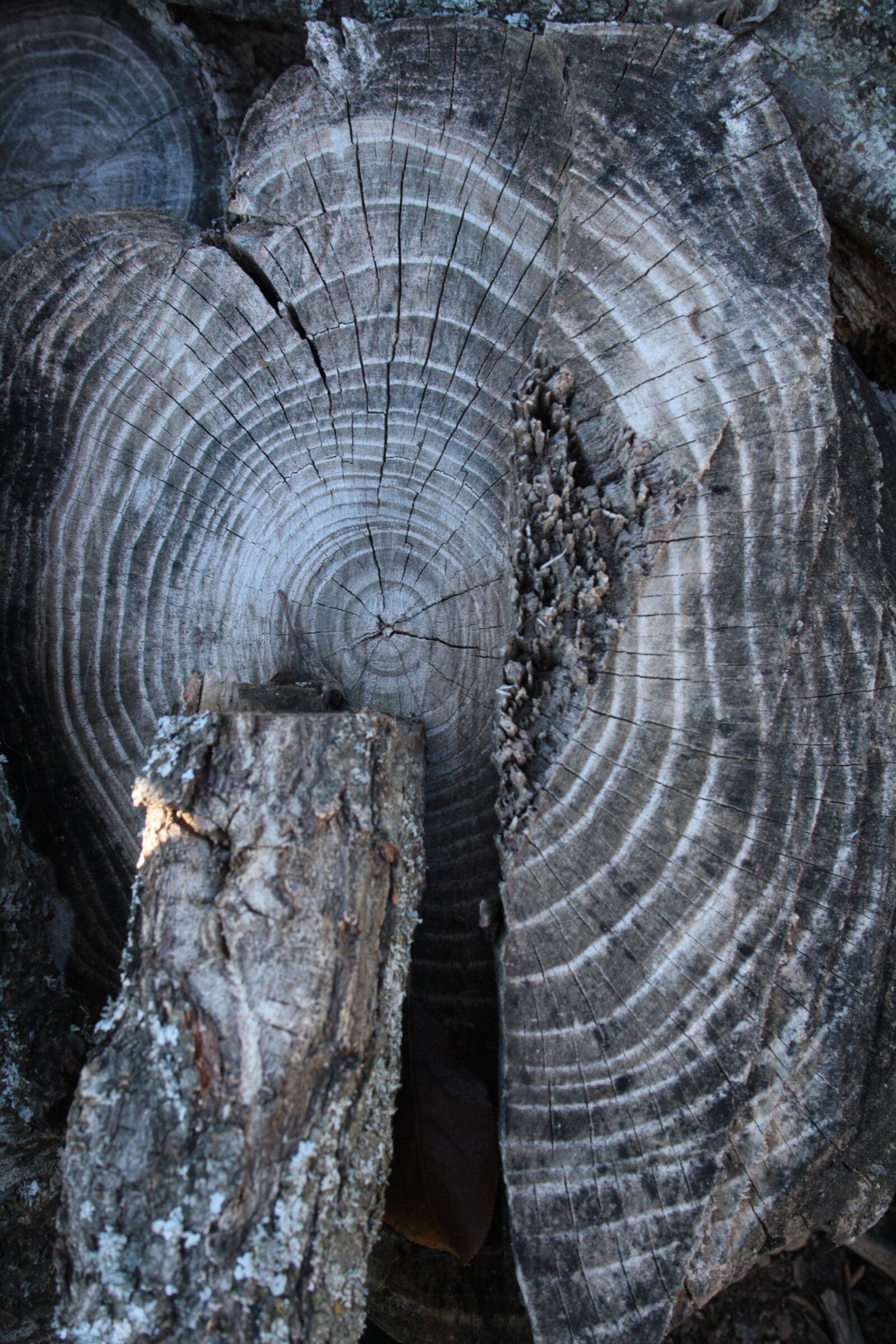 Canon EOS 1000D (EOS Digital Rebel XS / EOS Kiss F) sample photo. Wood, trunk, rings photography
