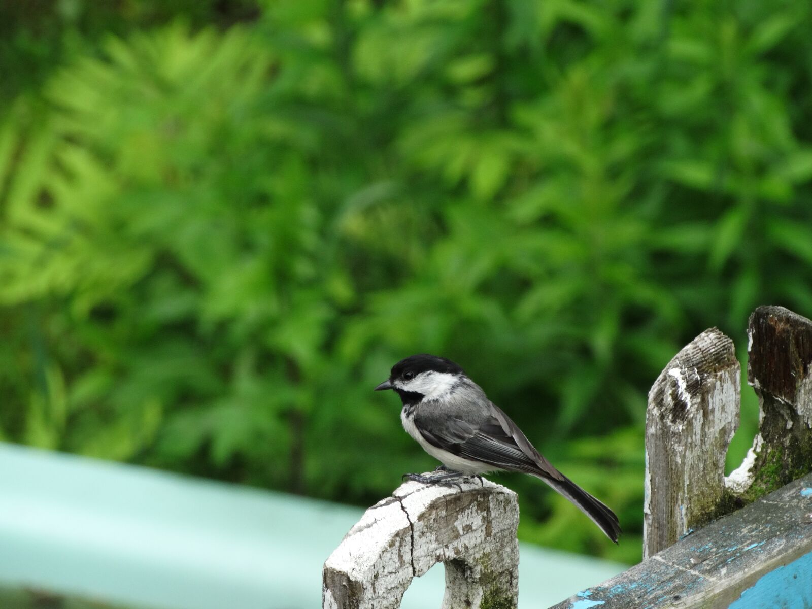 Sony Cyber-shot DSC-HX300 sample photo. Black-capped chickadee, fence, bird photography
