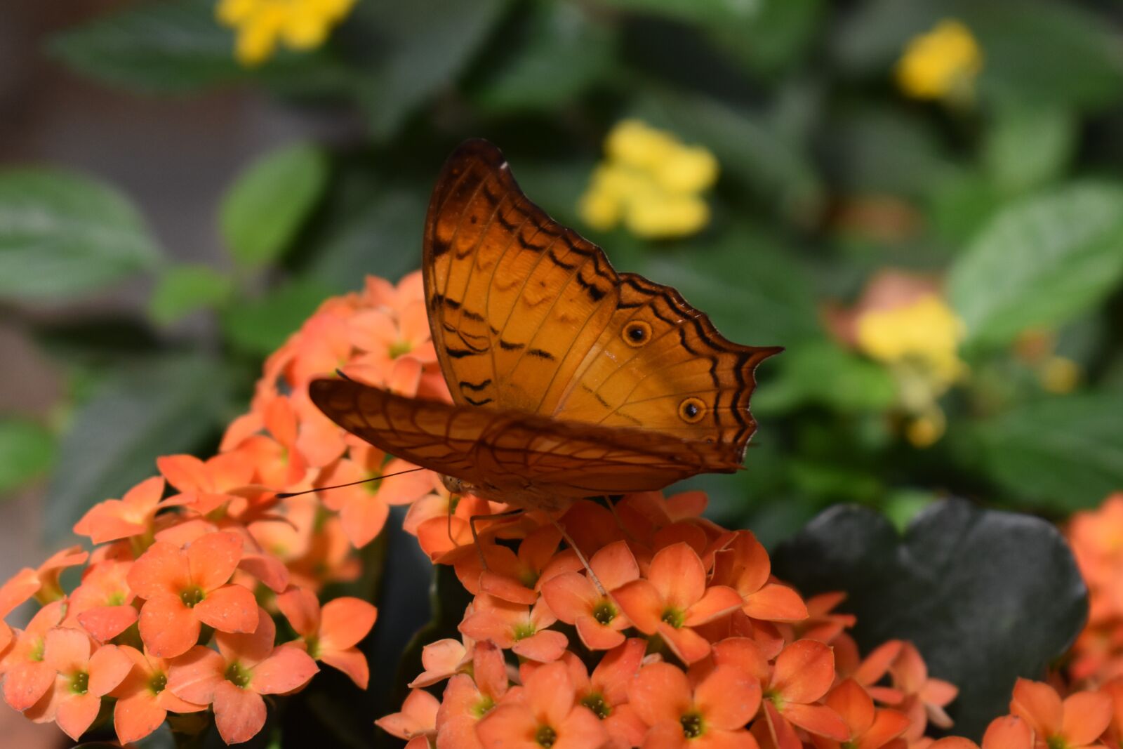 Nikon D3500 sample photo. Butterfly, orange, nature photography