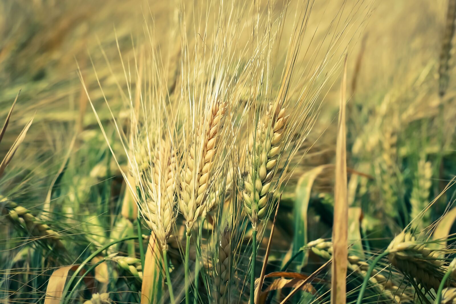 Olympus OM-D E-M10 sample photo. Grain, cornfield, field photography