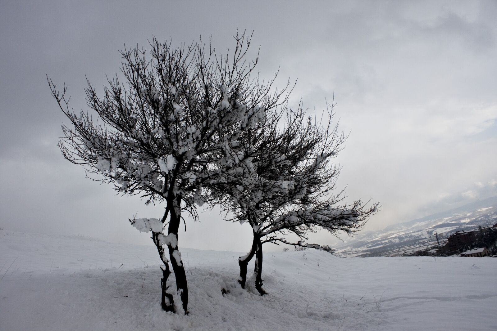 Canon EOS 500D (EOS Rebel T1i / EOS Kiss X3) sample photo. Winter, snow, tree photography