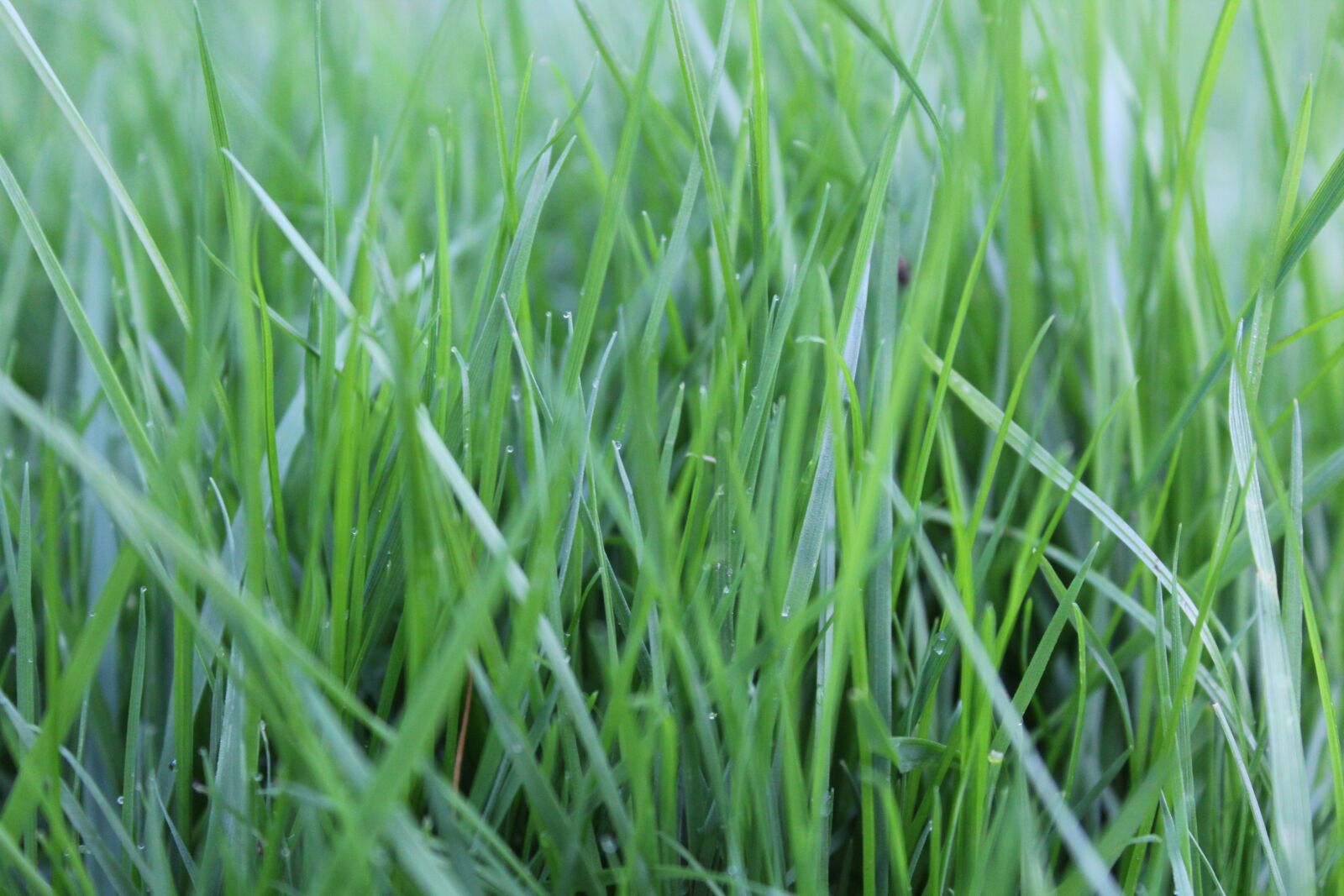 Canon EOS 1200D (EOS Rebel T5 / EOS Kiss X70 / EOS Hi) sample photo. Grass, rush, green photography