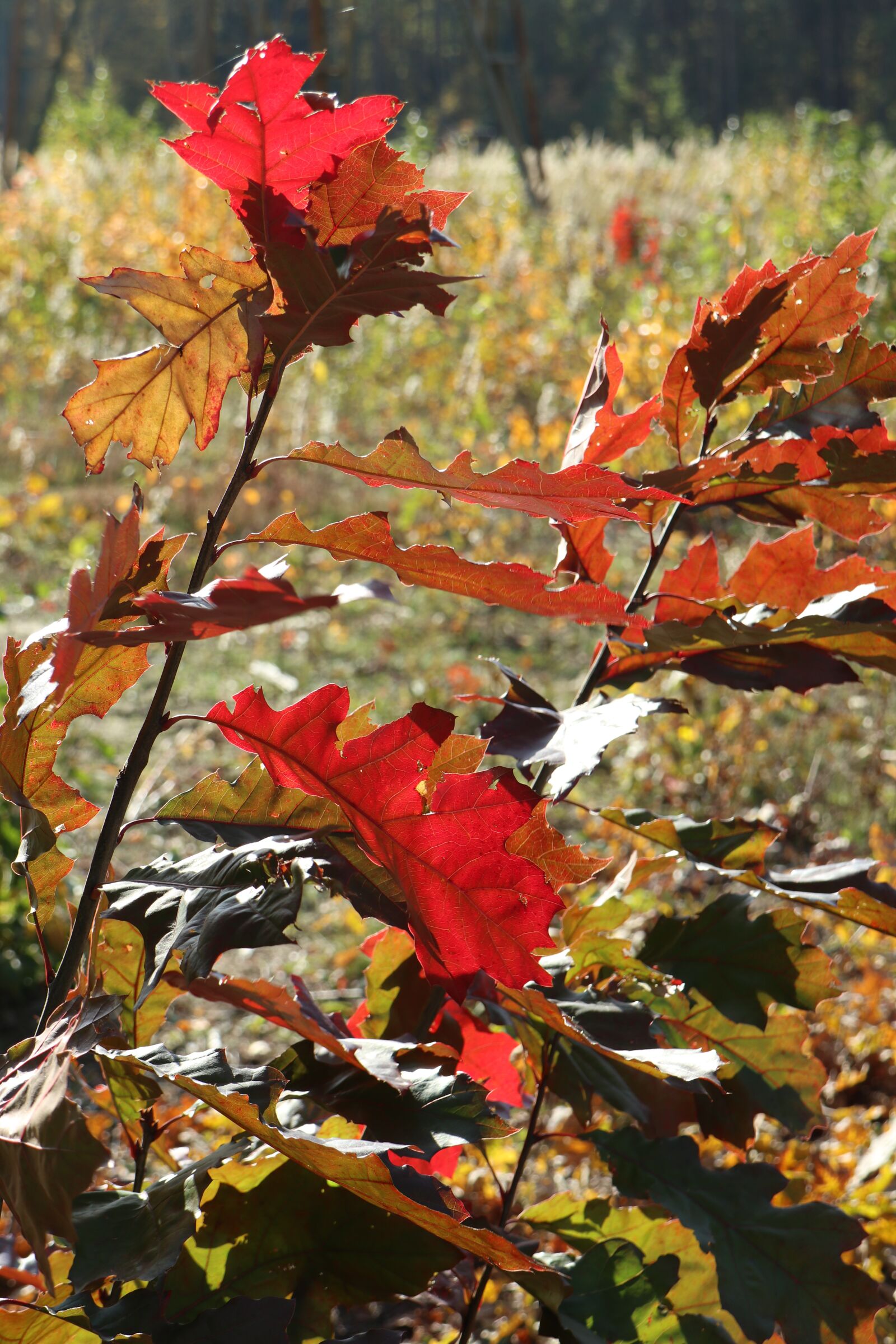 Canon EOS M6 sample photo. Colors of autumn, foliage photography