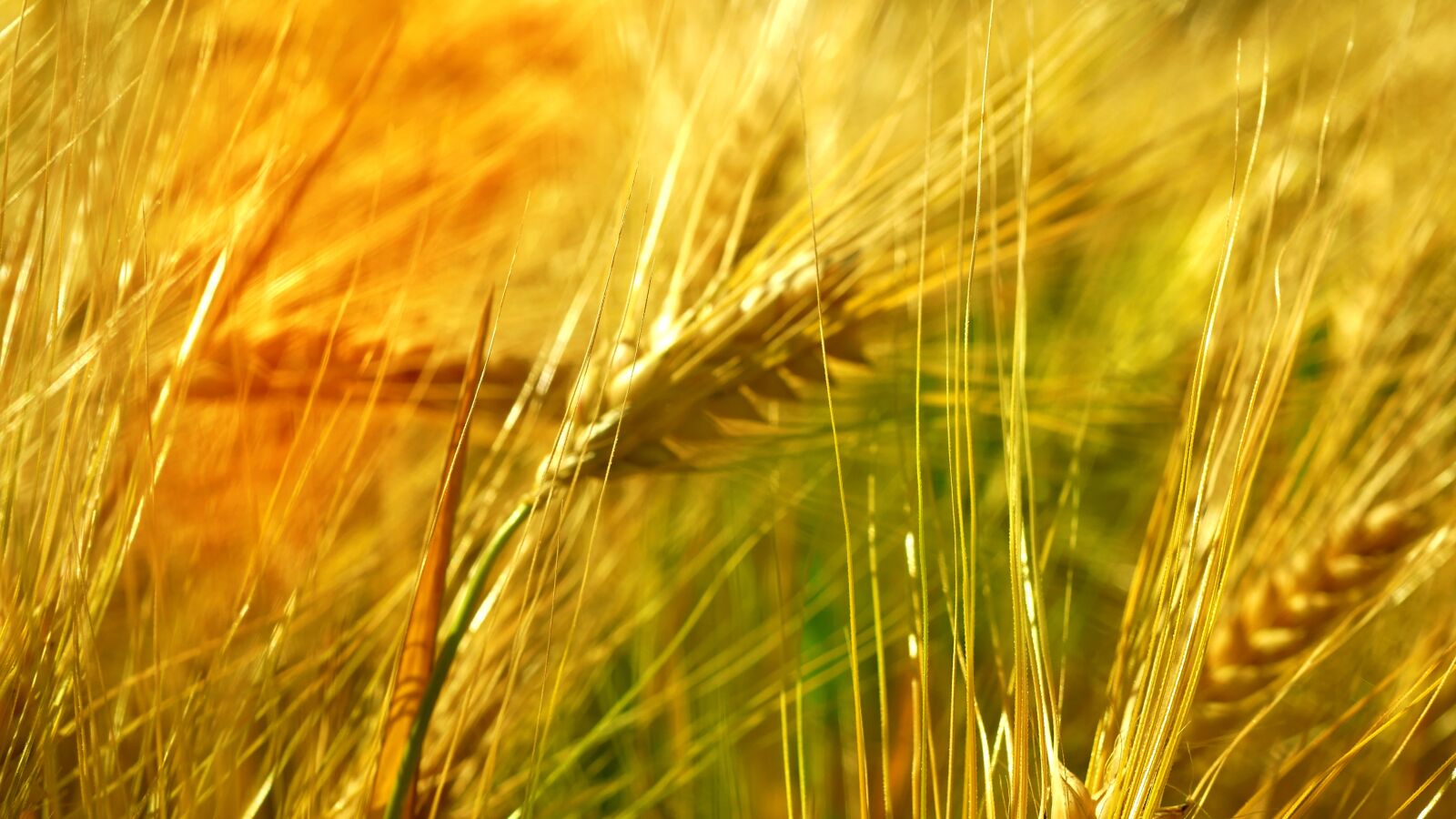 Panasonic Lumix DMC-GX85 (Lumix DMC-GX80 / Lumix DMC-GX7 Mark II) sample photo. Figurative, nature, wheat photography
