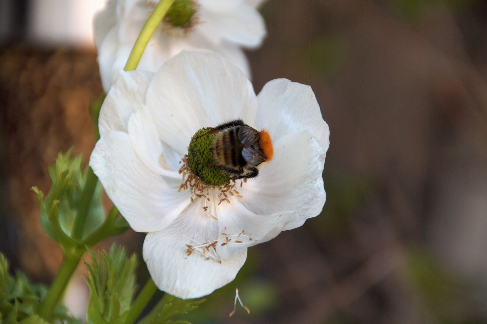 Sony SLT-A58 sample photo. Anemone, věncová, flower photography