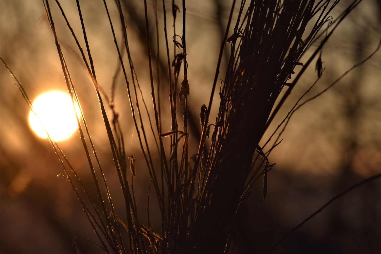Nikon D5500 sample photo. Backlighting, mood, plant photography
