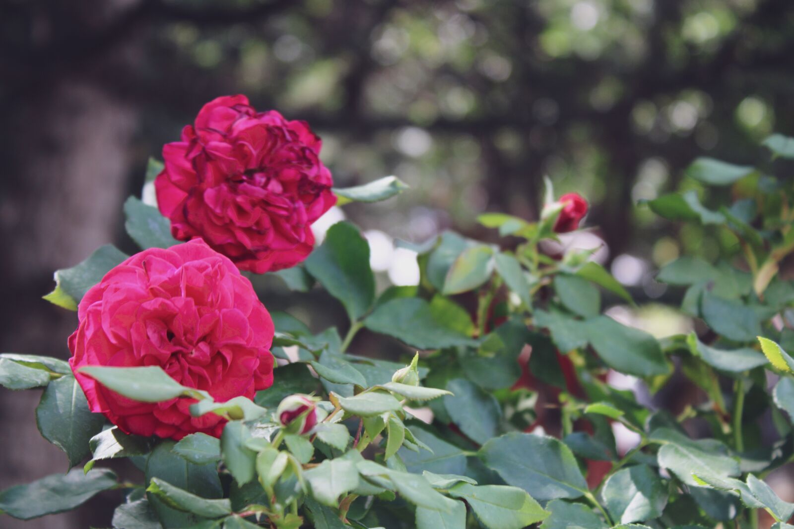 Canon EOS 2000D (EOS Rebel T7 / EOS Kiss X90 / EOS 1500D) + Canon EF-S 18-55mm F3.5-5.6 III sample photo. Garden roses, roses, nature photography