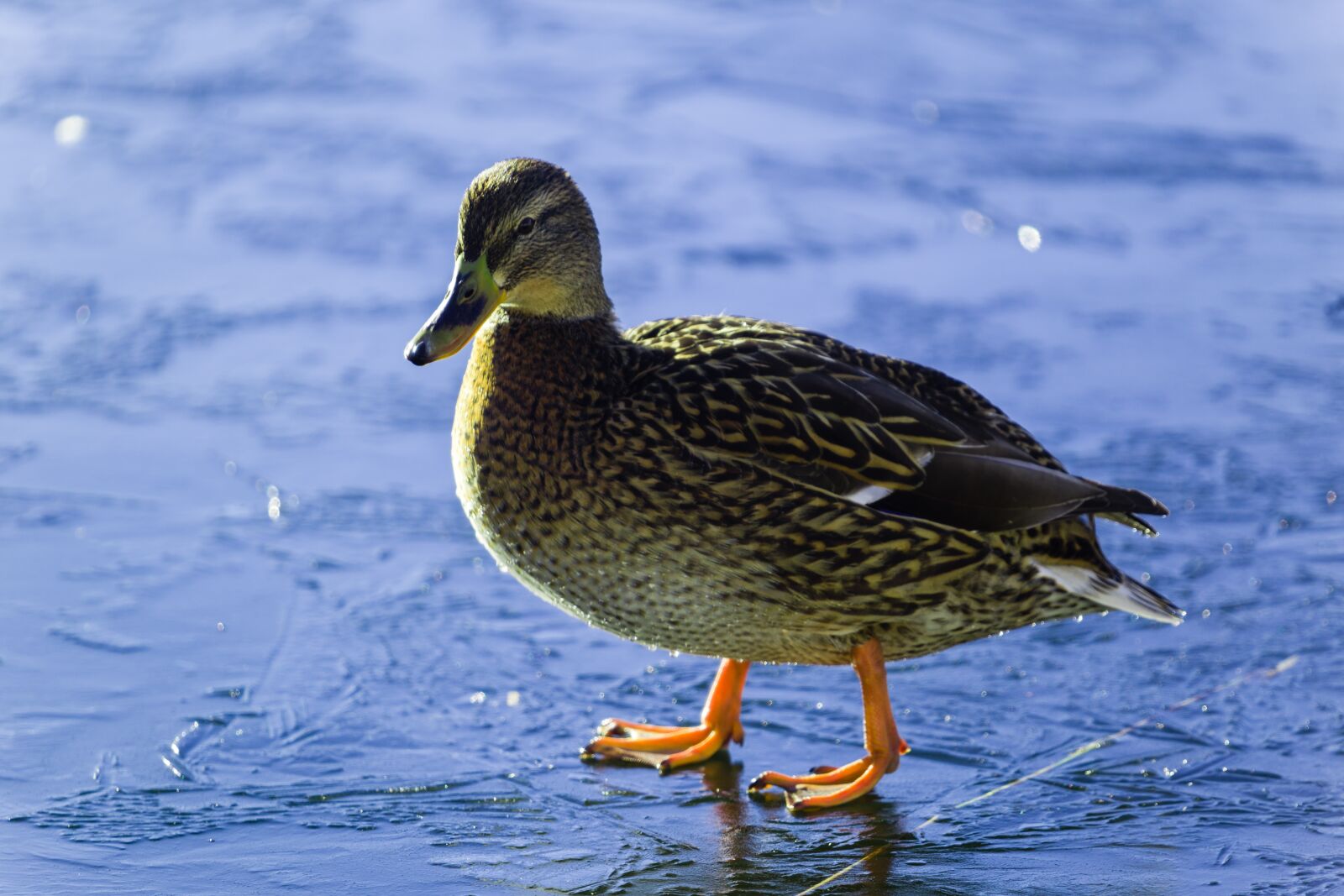 Canon EOS 6D sample photo. Ice, duck, snow photography