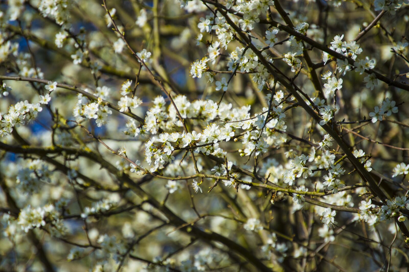 Nikon D3200 sample photo. Flowers, nature, spring photography