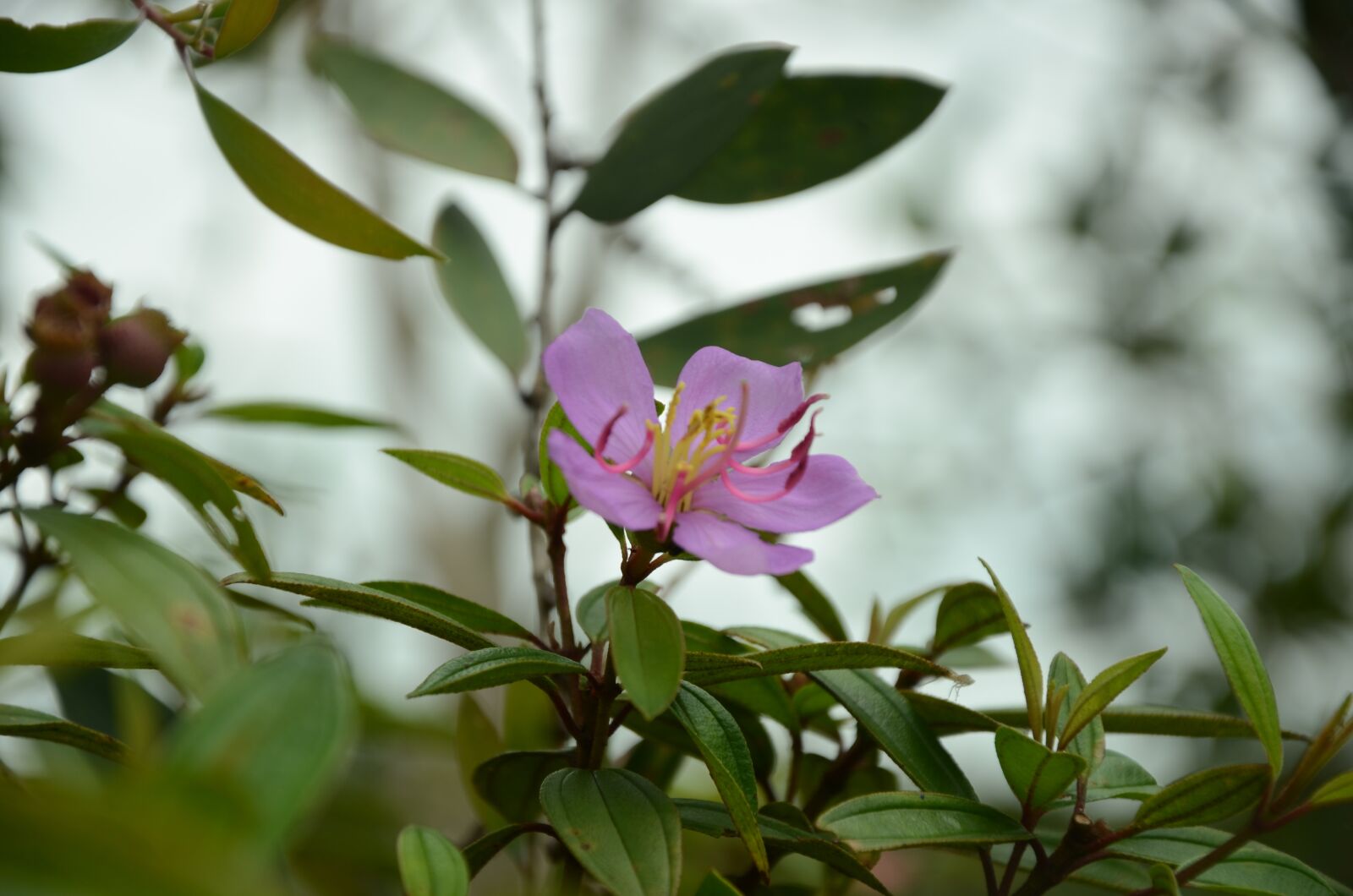 Nikon D7000 sample photo. Flower, blooming, page photography