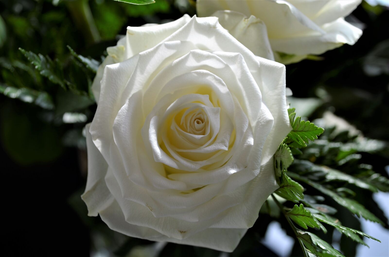 Nikon D5100 sample photo. Roses, nature, sheet photography
