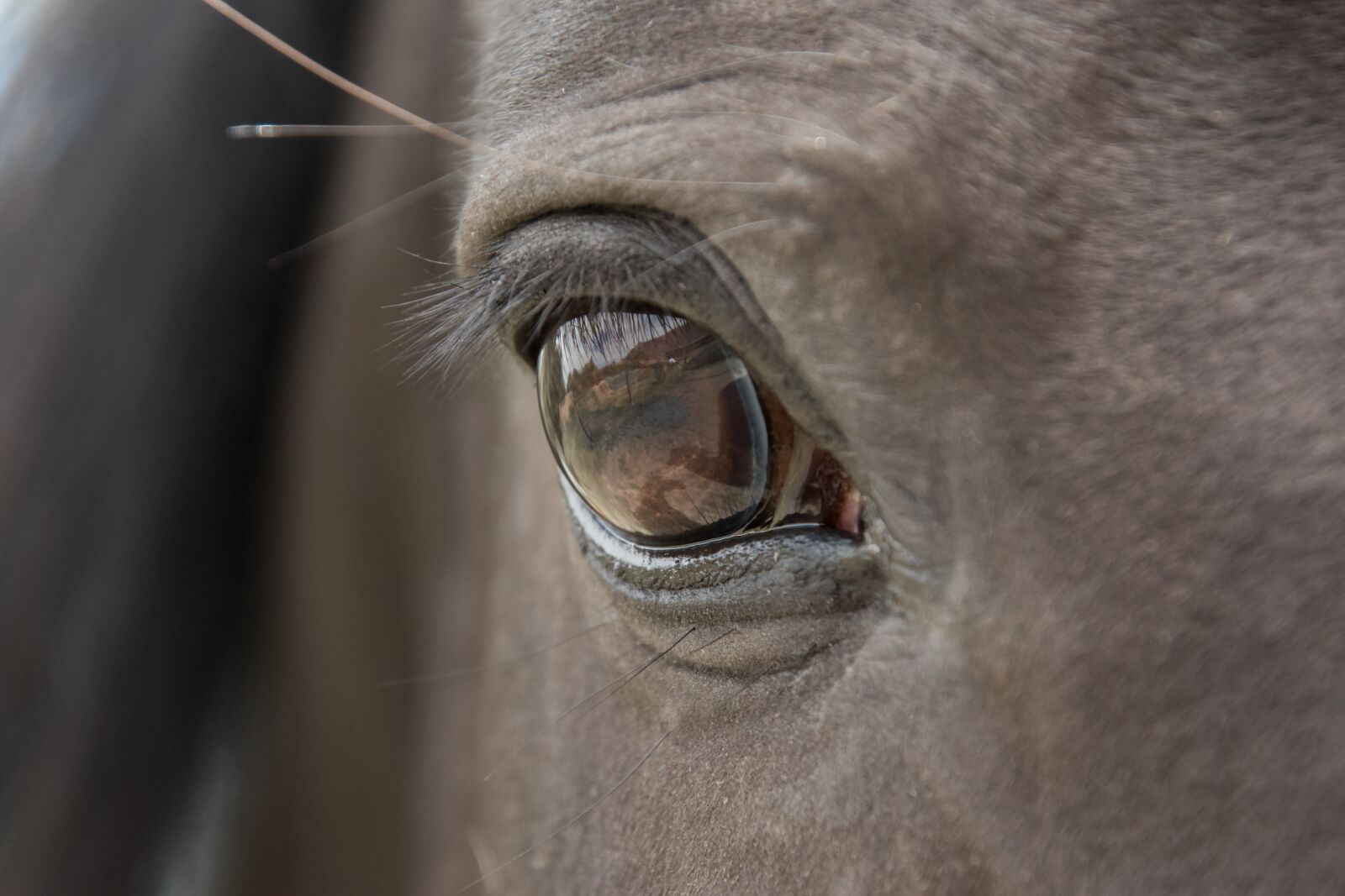 Nikon D5600 sample photo. Horse, eye, close up photography