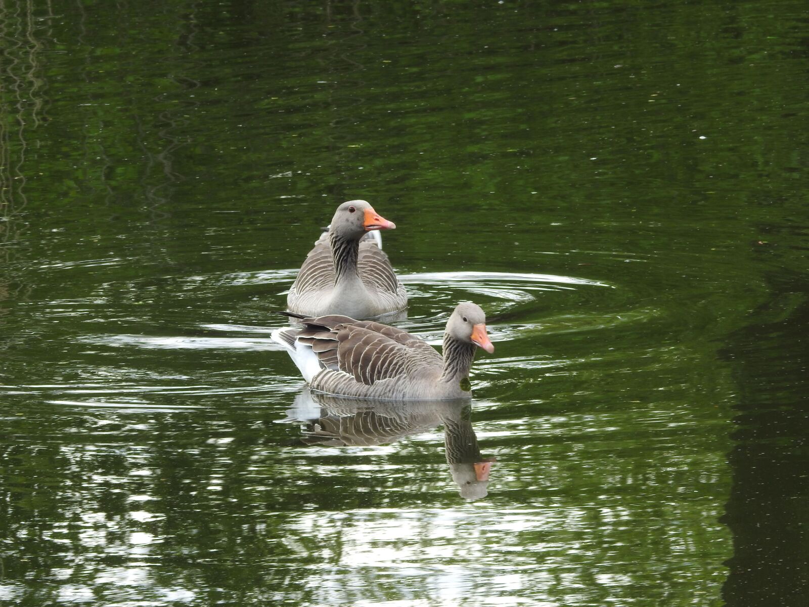 Nikon Coolpix P900 sample photo. Wild goose, goose, water photography