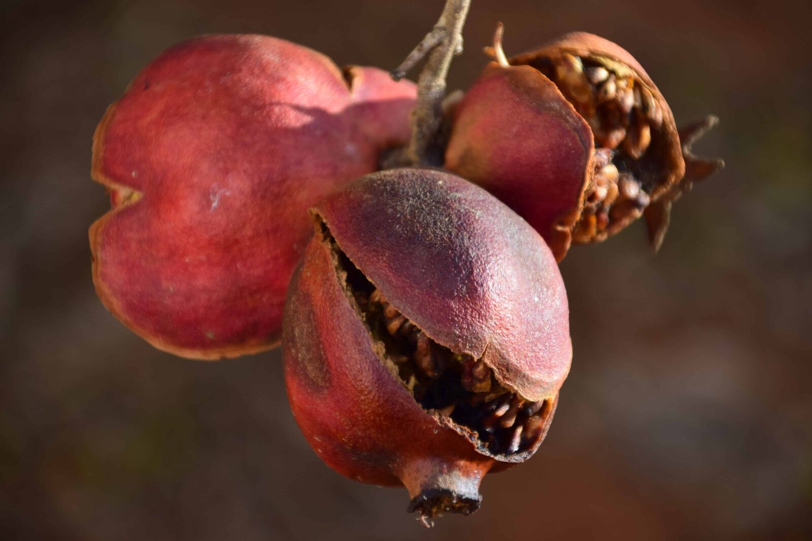 Nikon D3300 sample photo. Food, fruit, macro, orchard photography