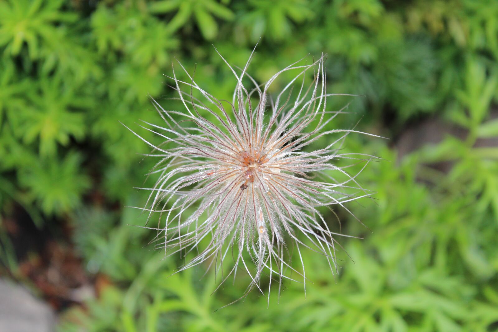 Canon EOS 700D (EOS Rebel T5i / EOS Kiss X7i) sample photo. Spring, flower, flowers photography