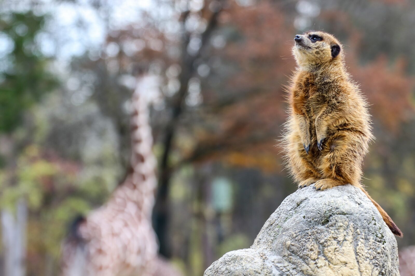 Canon EOS 800D (EOS Rebel T7i / EOS Kiss X9i) sample photo. Meerkat, guard, cute photography