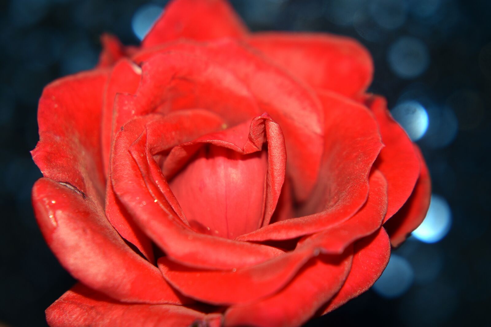 Nikon D3400 sample photo. Flower, flowers, spring photography
