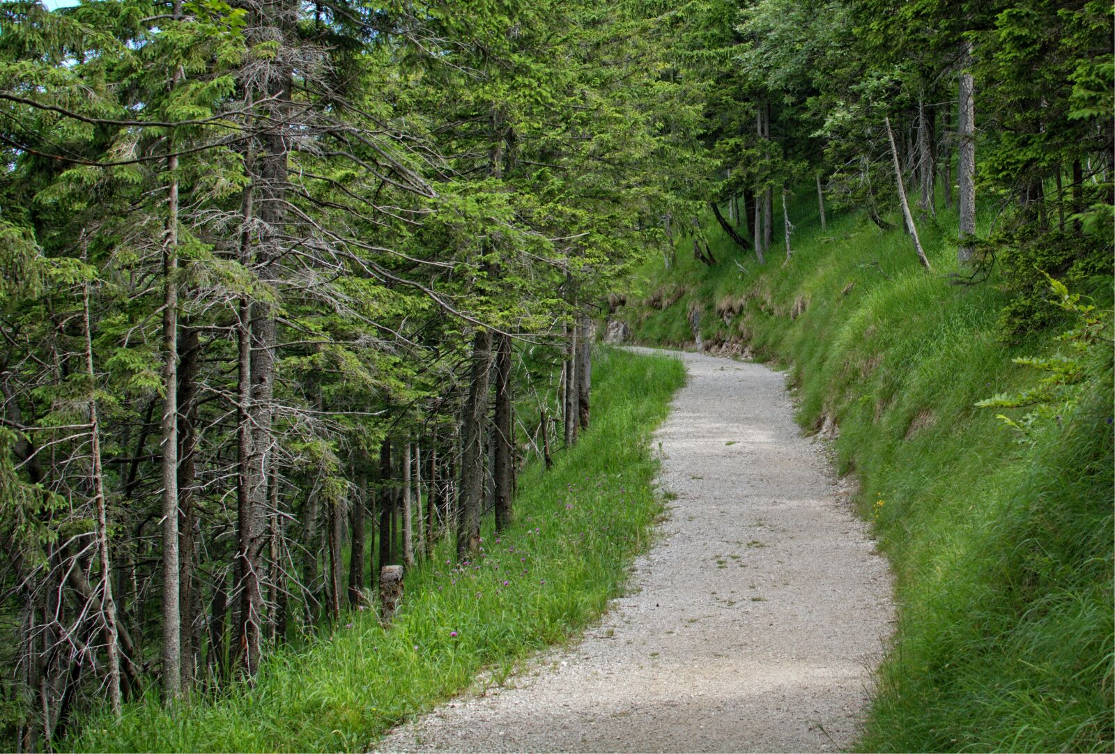 Nikon D7100 sample photo. Trail, away, nature photography