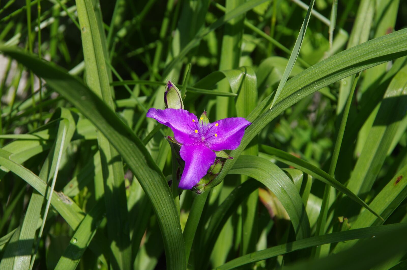 Pentax K-50 sample photo. A flower garden, nature photography