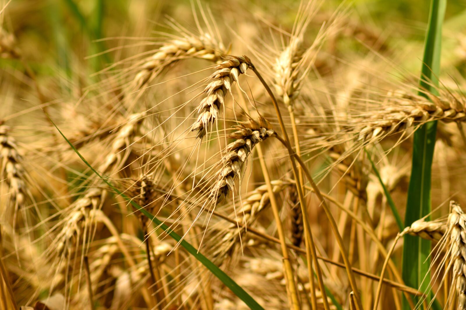 Nikon D3300 sample photo. Culture, agriculture, grain photography