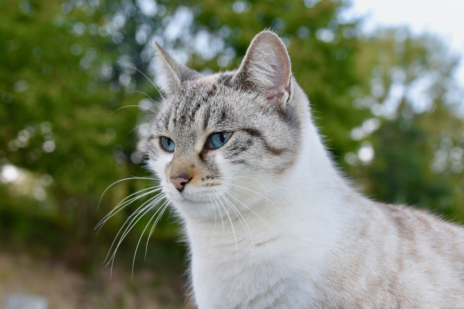 Nikon D5600 sample photo. Cat, alley cat, nose photography