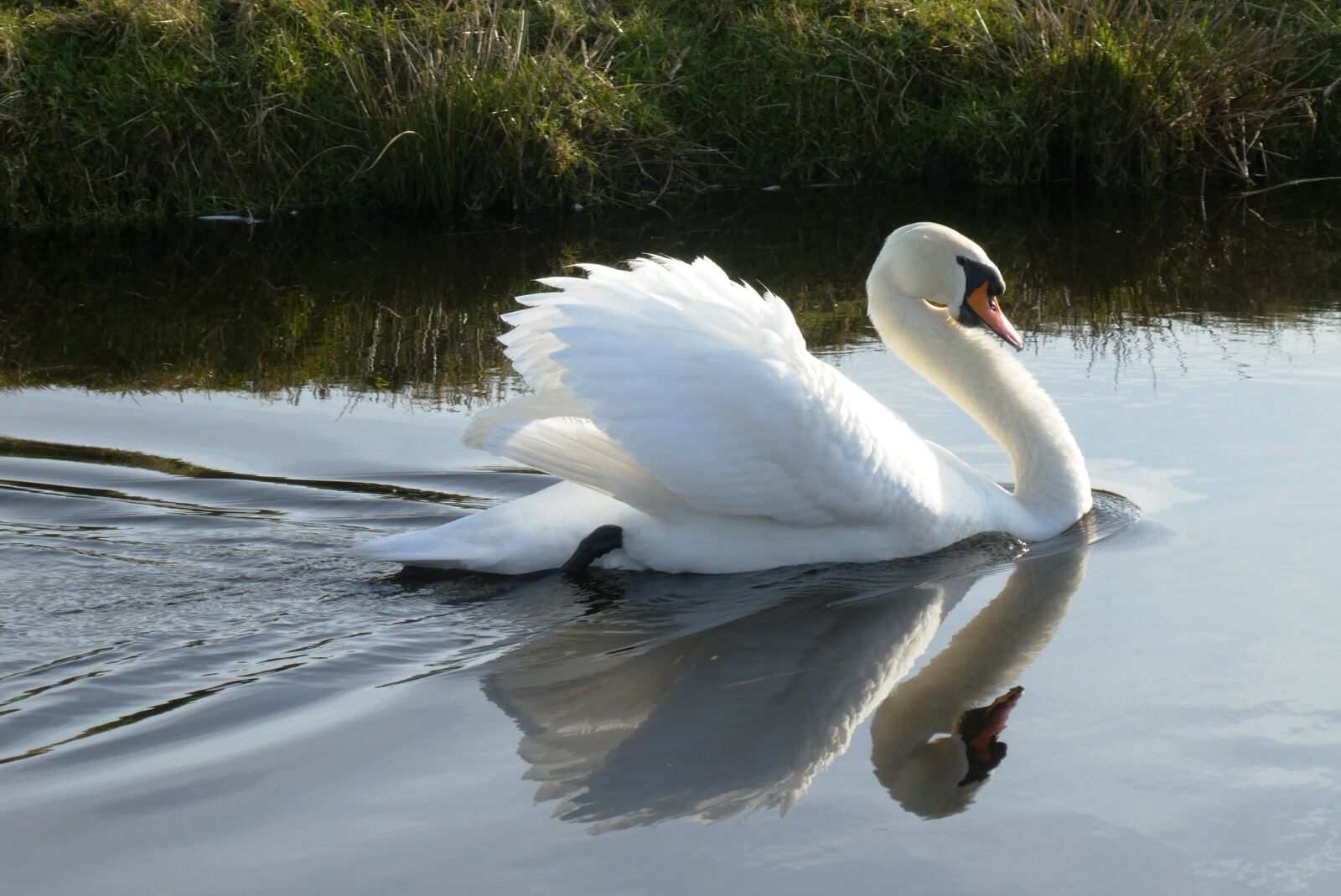 Panasonic Lumix DC-ZS70 (Lumix DC-TZ90) sample photo. Swan, white feathers, ditch photography