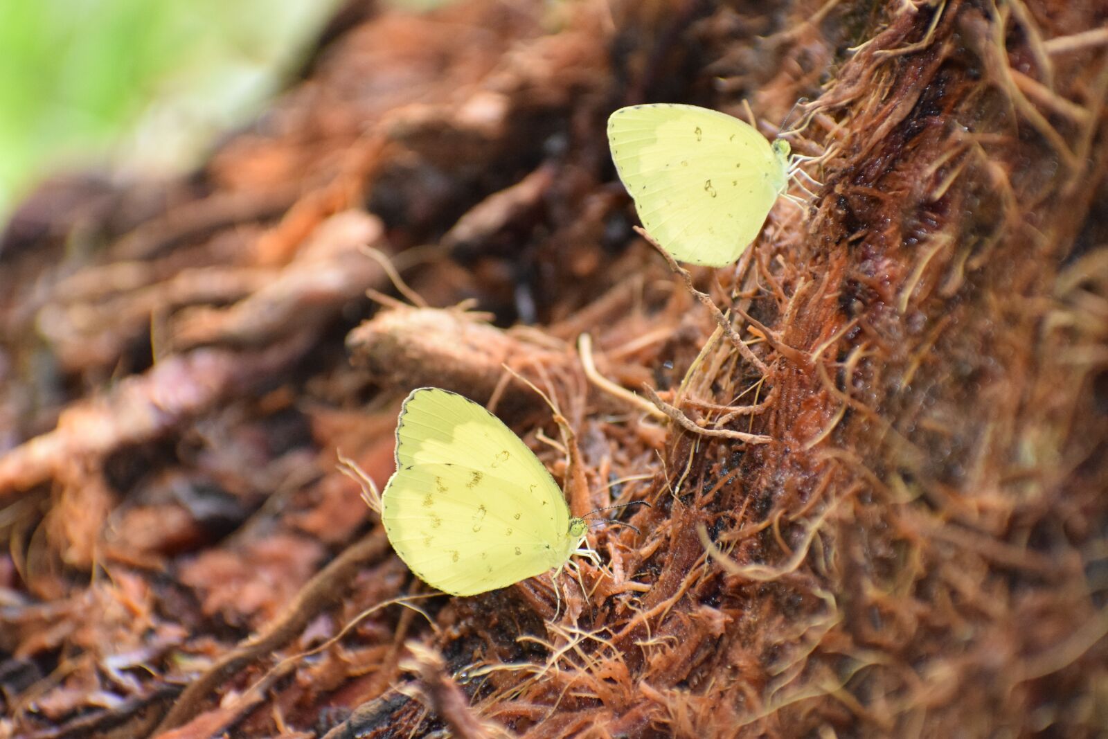 Nikon D5300 sample photo. Nature, butterfly, green photography