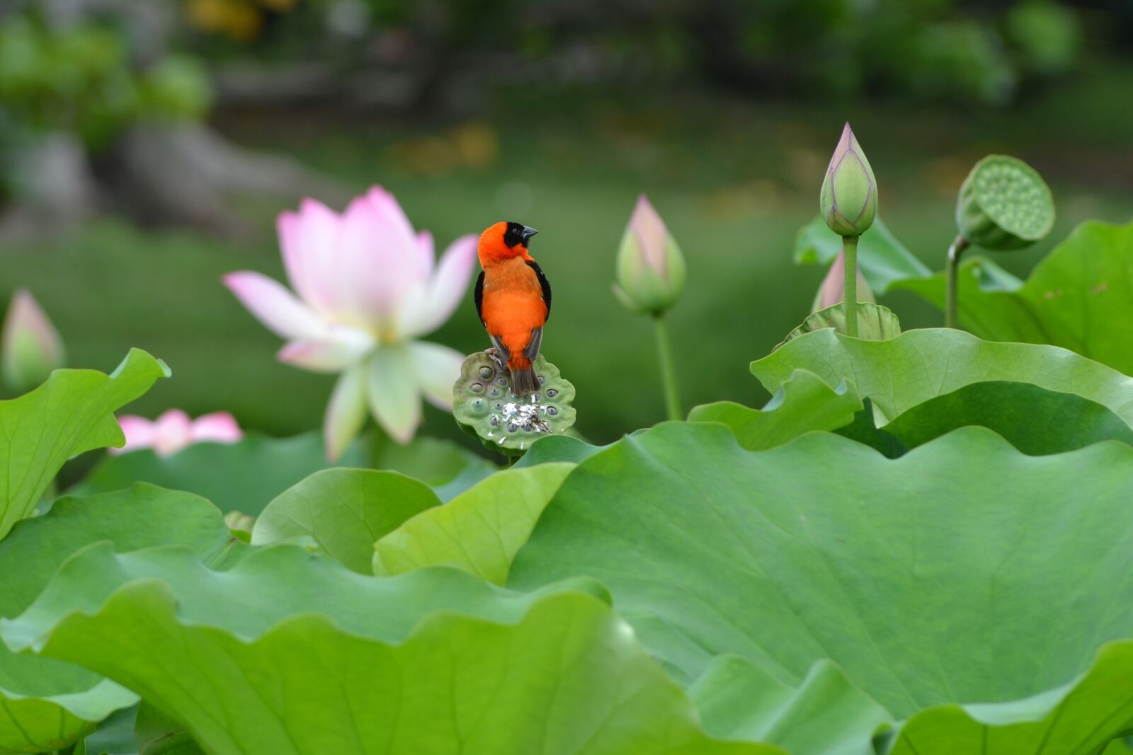 Nikon D3100 sample photo. Red bishop, bird, lotus photography