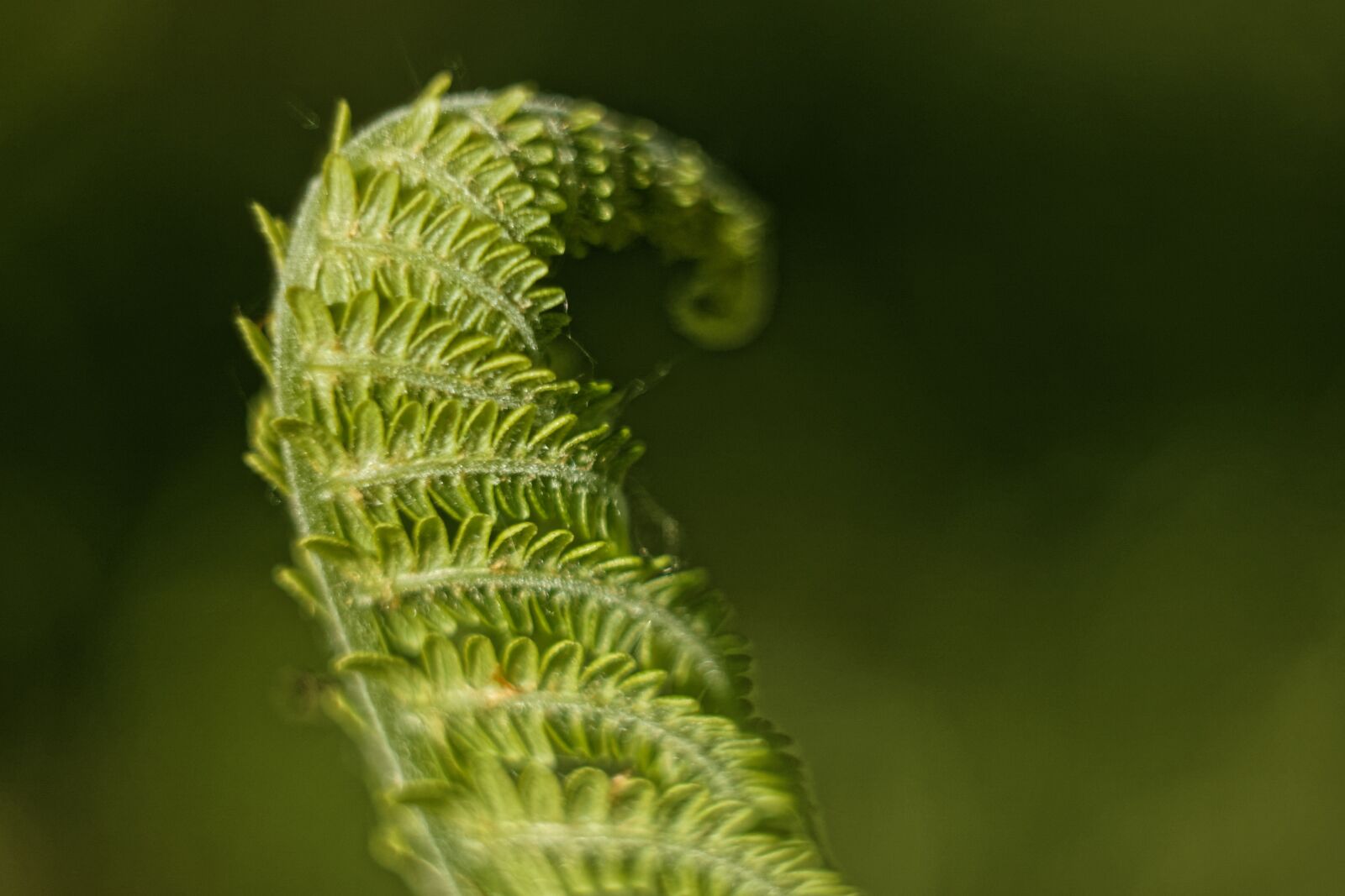Canon EOS 500D (EOS Rebel T1i / EOS Kiss X3) sample photo. Green, macro, fern photography