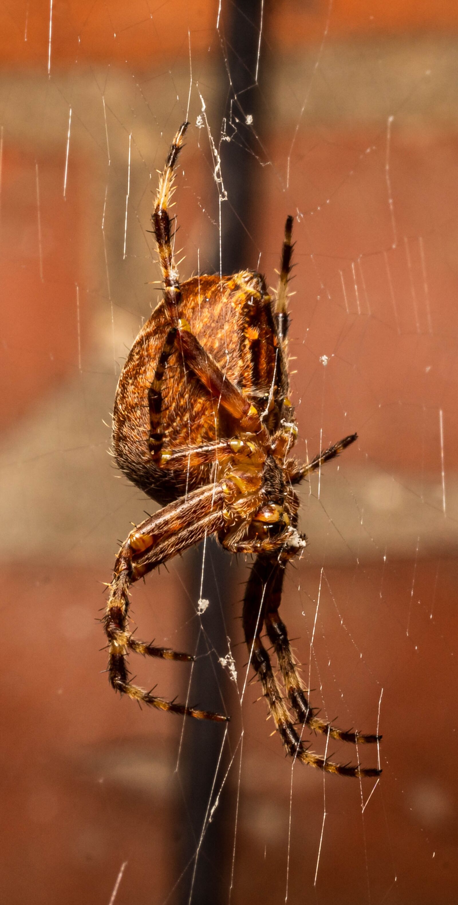 Sony SLT-A68 sample photo. Macro, spider, insect photography