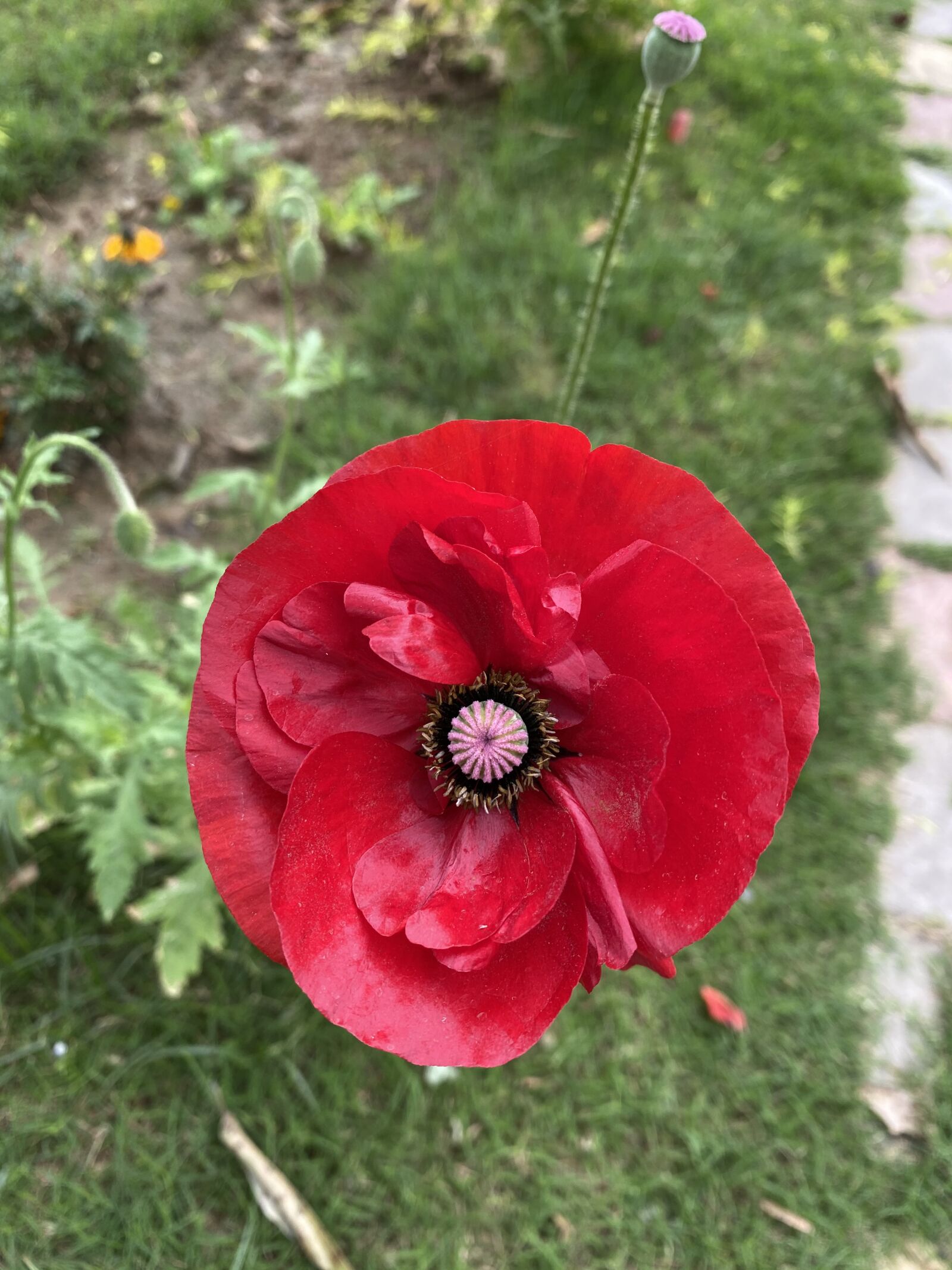 Apple iPhone 11 sample photo. Red flower, i miss photography