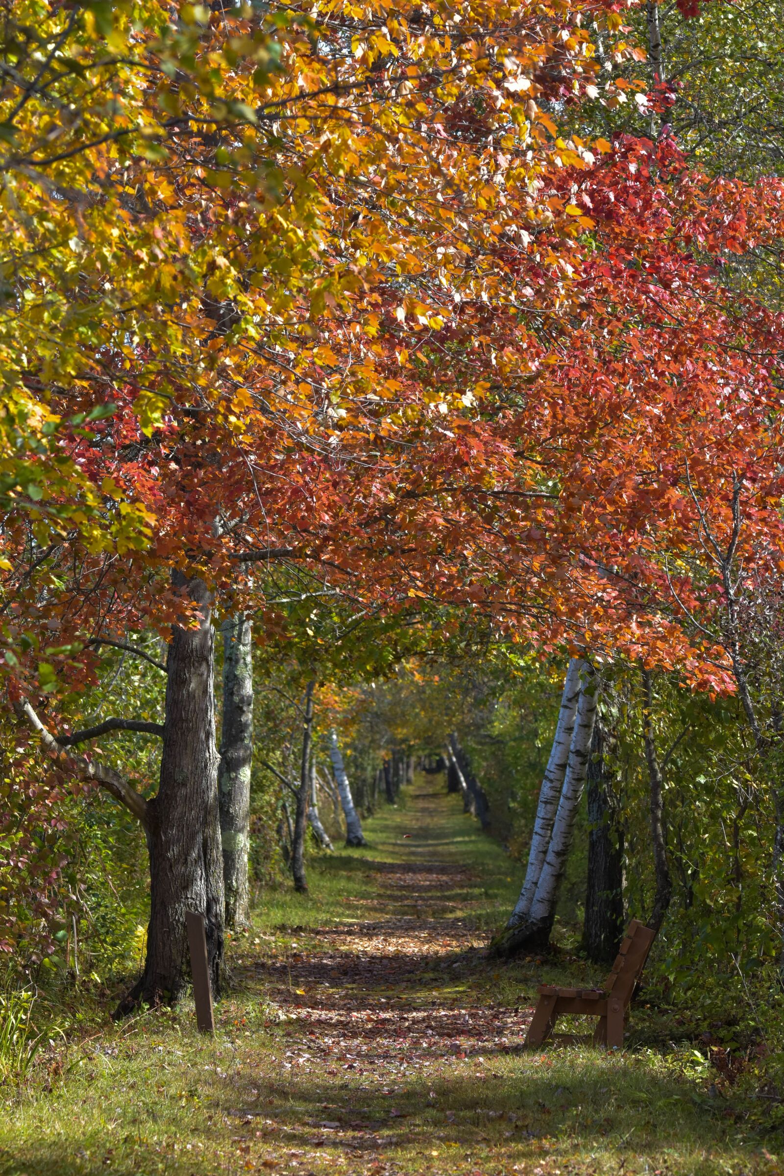 Nikon D3400 sample photo. Landscape, autumn, path photography